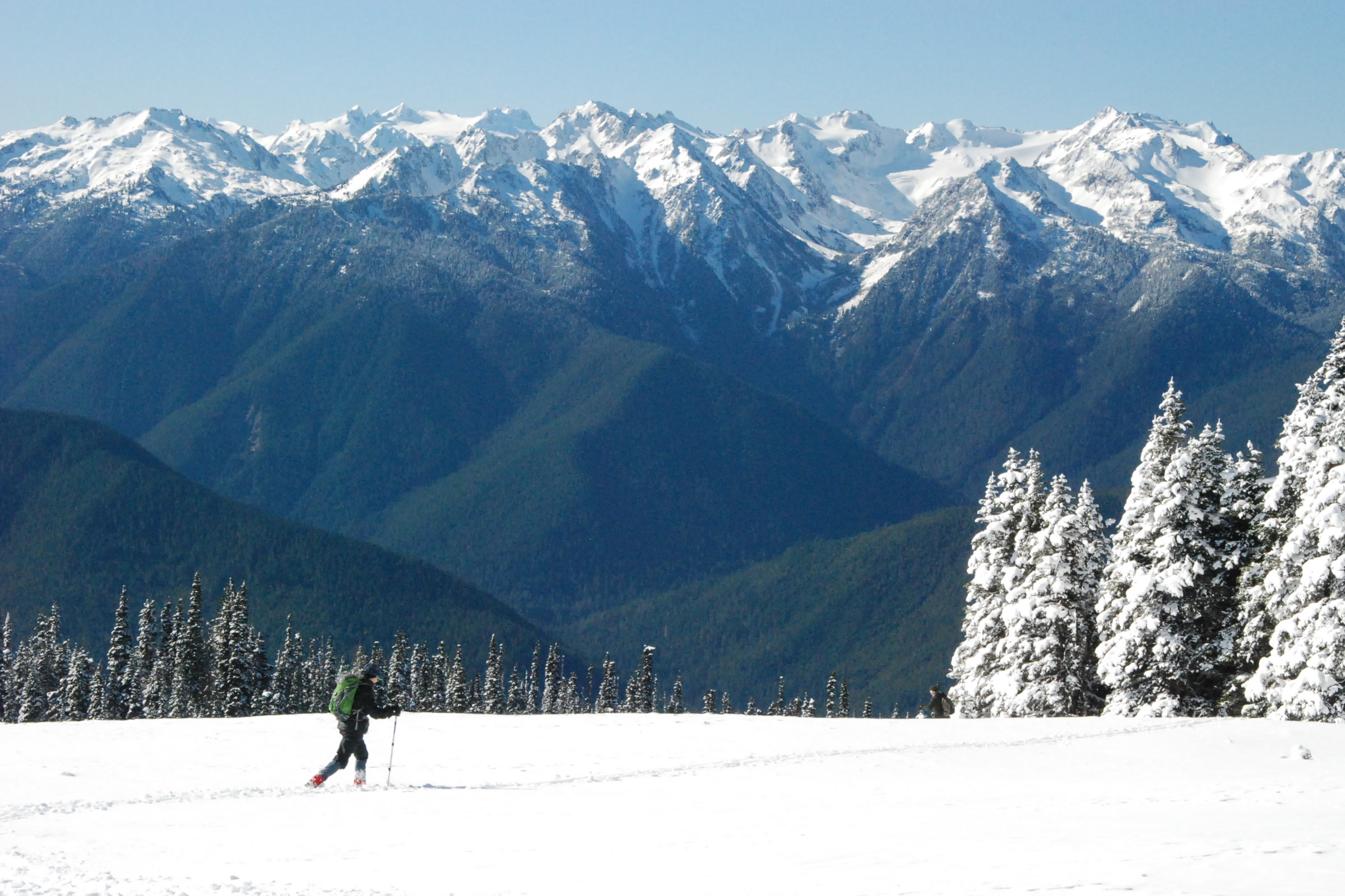 A lone skier crossing the snowy meadow at Hurricane Ridge beneath a wall of snow covered Olympic Mountains