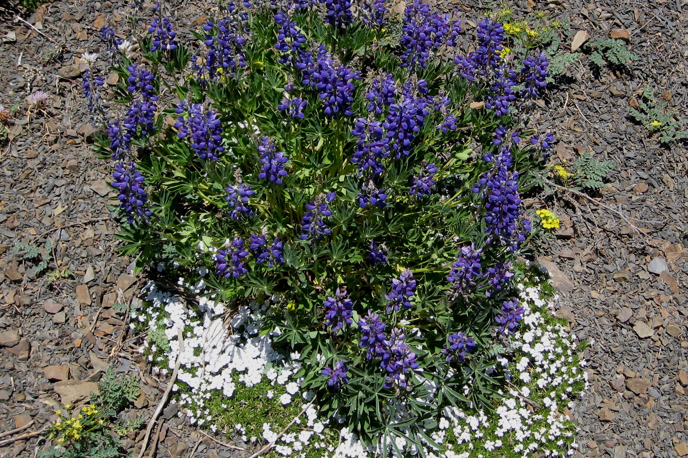 A clump of purple broadleaf lupine ringed by white spreading phlox on rocky ground along Hurricane Hill