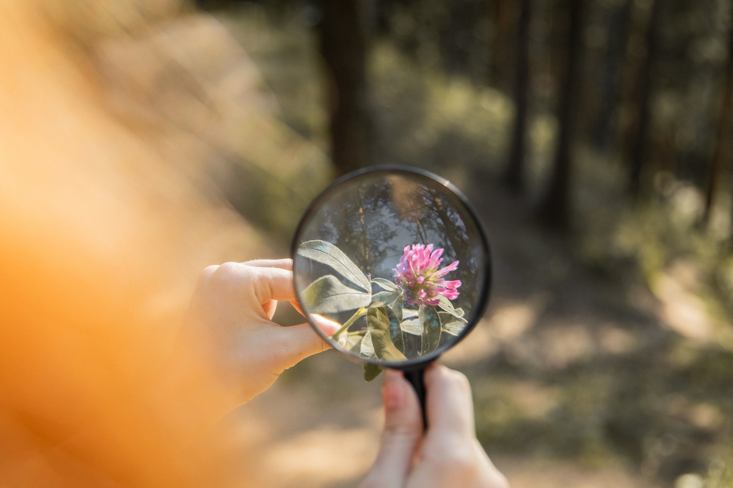 A hand holding a magnifying glass up to a small pink clover flower outdoors