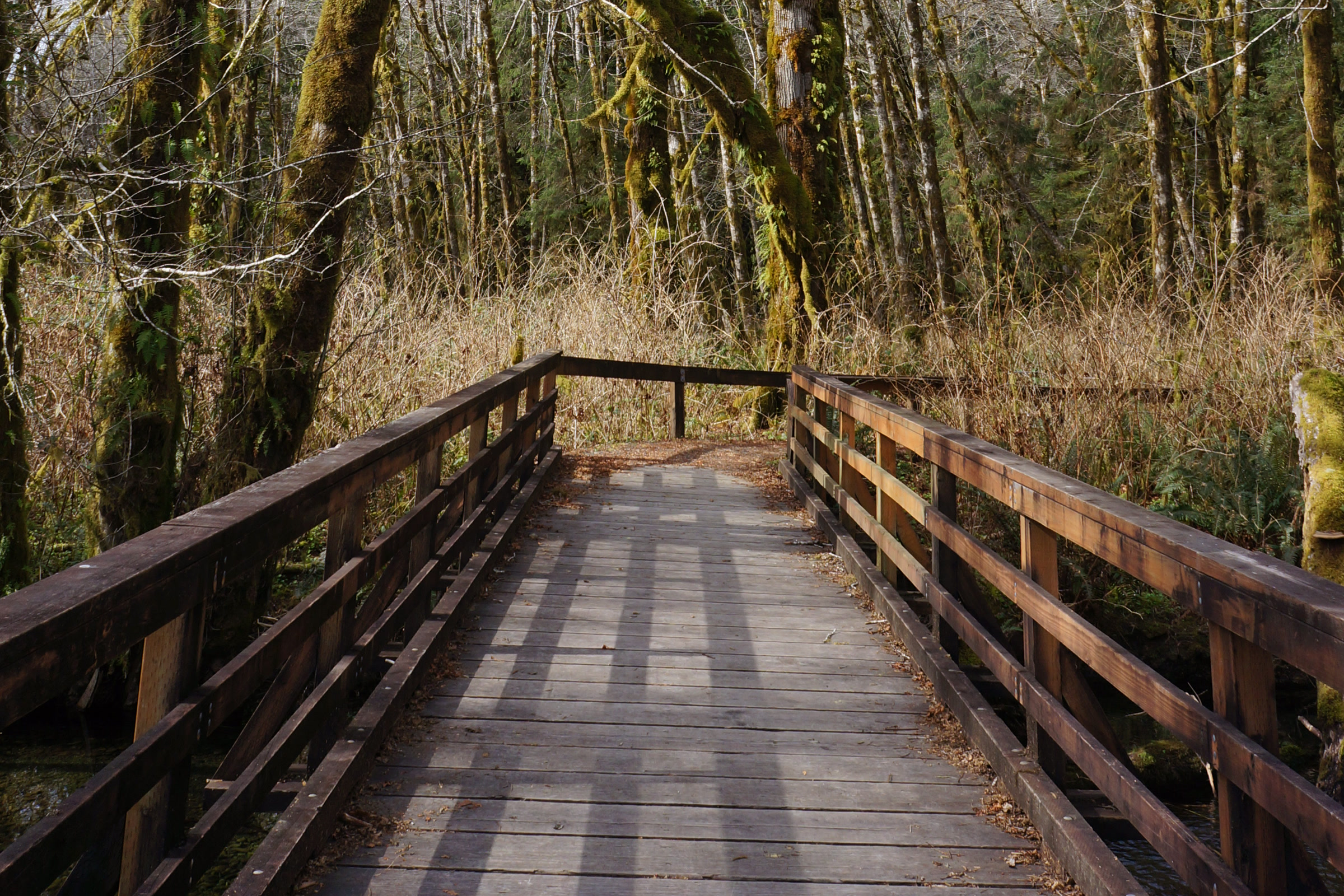 A wooden boardwalk ramp with railings leading into a bare spring maple forest on the Maple Glade Trail