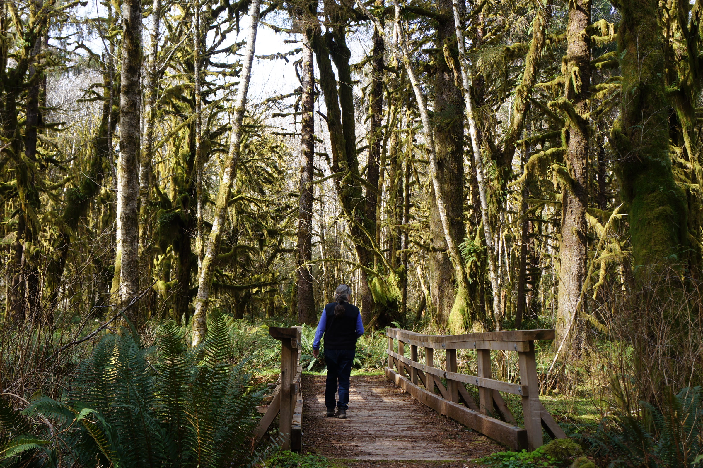 A visitor walks across a wooden footbridge between mossy maples on the Maple Glade trail in the Quinault Rain Forest