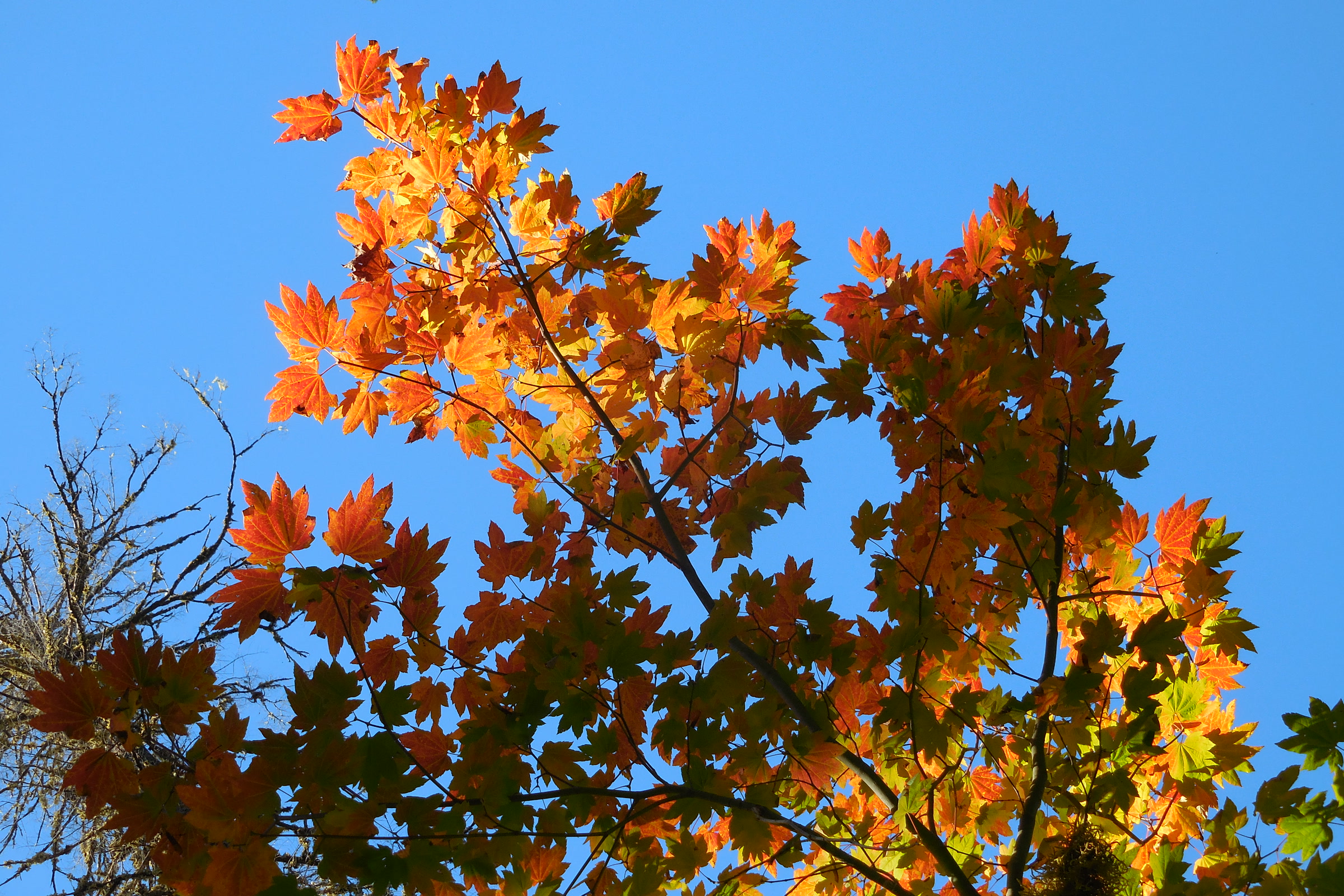Orange and red maple leaves glowing against a deep blue autumn sky in Olympic National Park