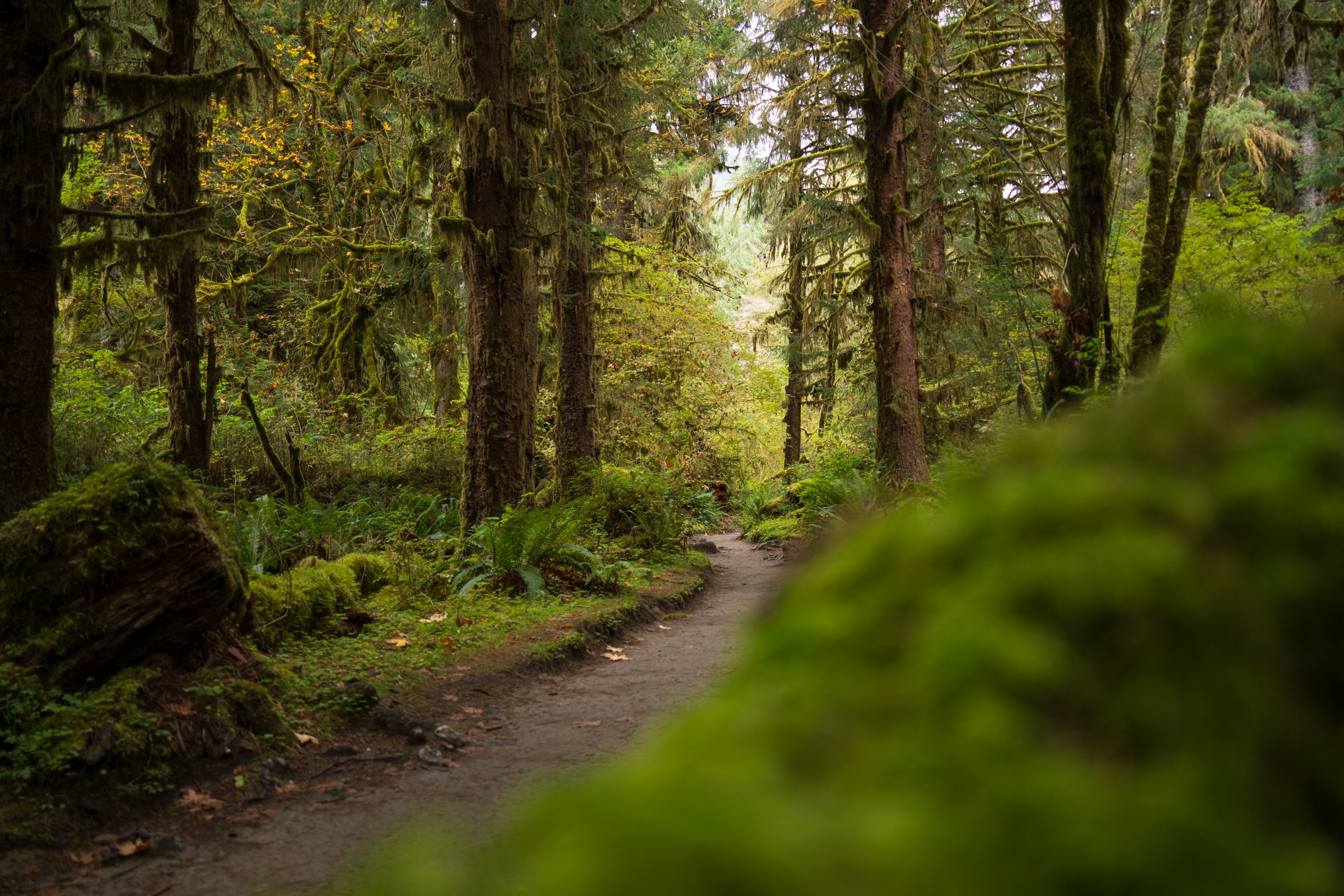 A dirt trail curving between moss-draped trees in the rainforest of Olympic National Park, framed by a mossy log