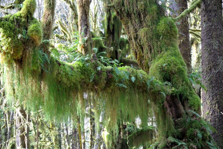 Mosses and Lichens of the Olympic Rain Forest
