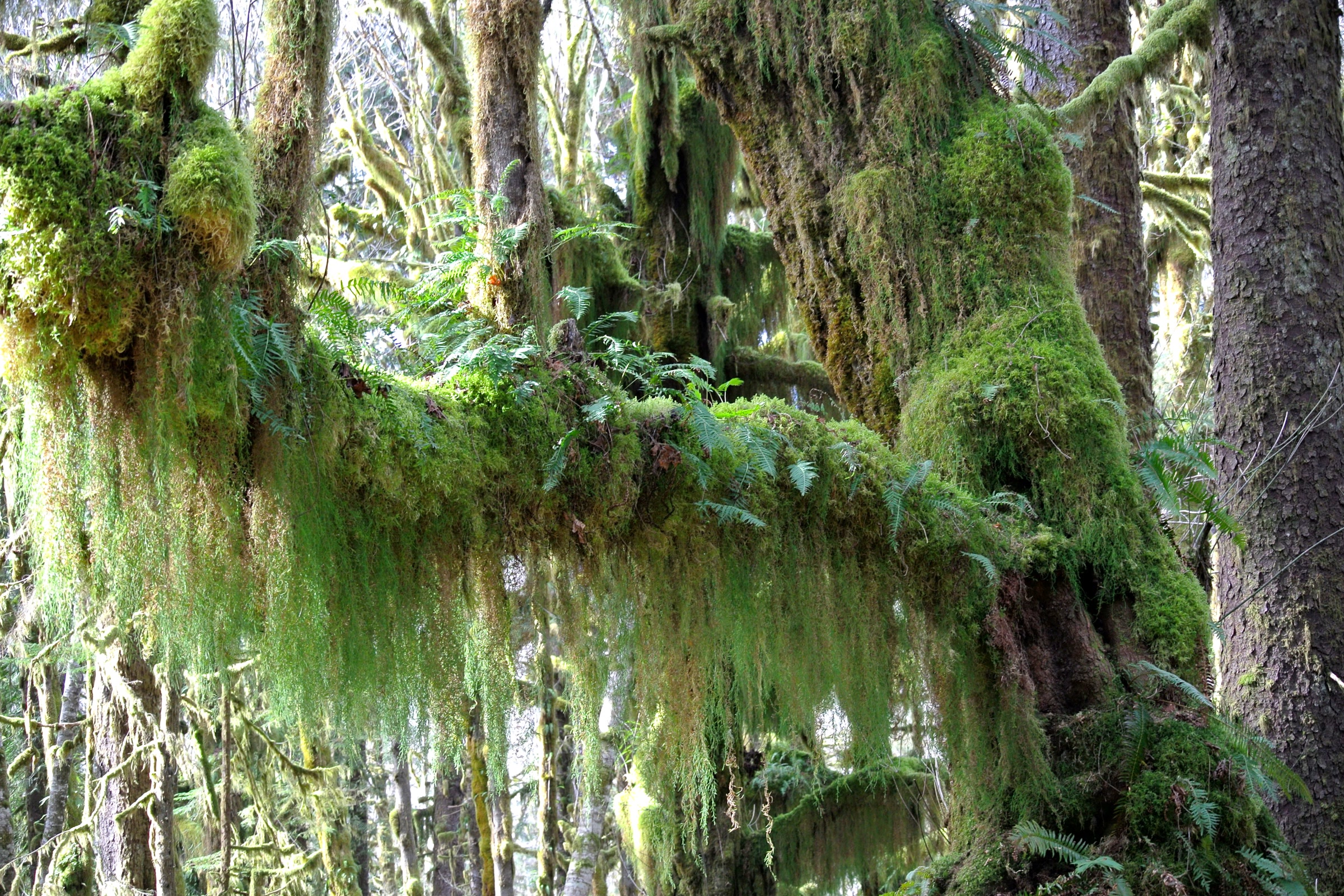 Thick curtains of green moss hanging from the trunk and limbs of a bigleaf maple, with ferns along the branches, in the Quinault Rain Forest