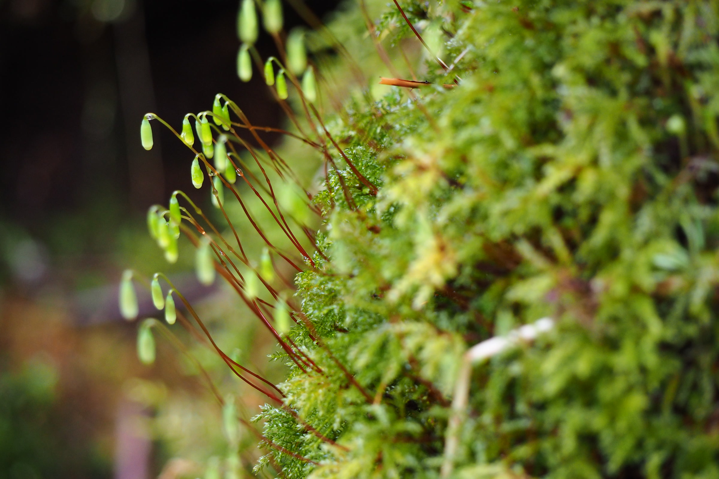 A cushion of bright green moss in the Hoh Rain Forest with slender reddish stalks rising from it, each tipped with a small green capsule
