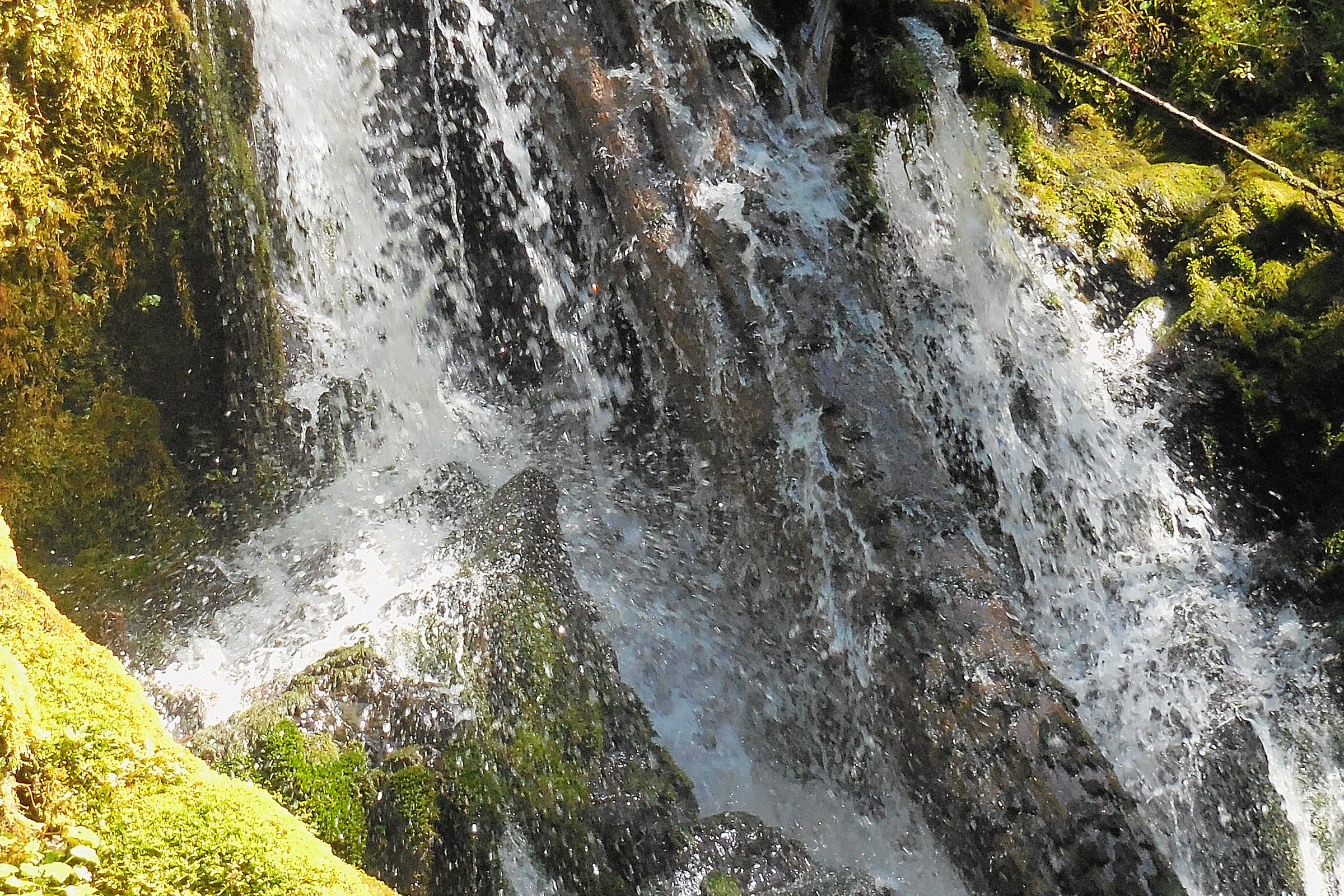One of the small Olympic National Park waterfalls: water streaming down a dark rock face edged with bright green moss in the Hoh Rain Forest