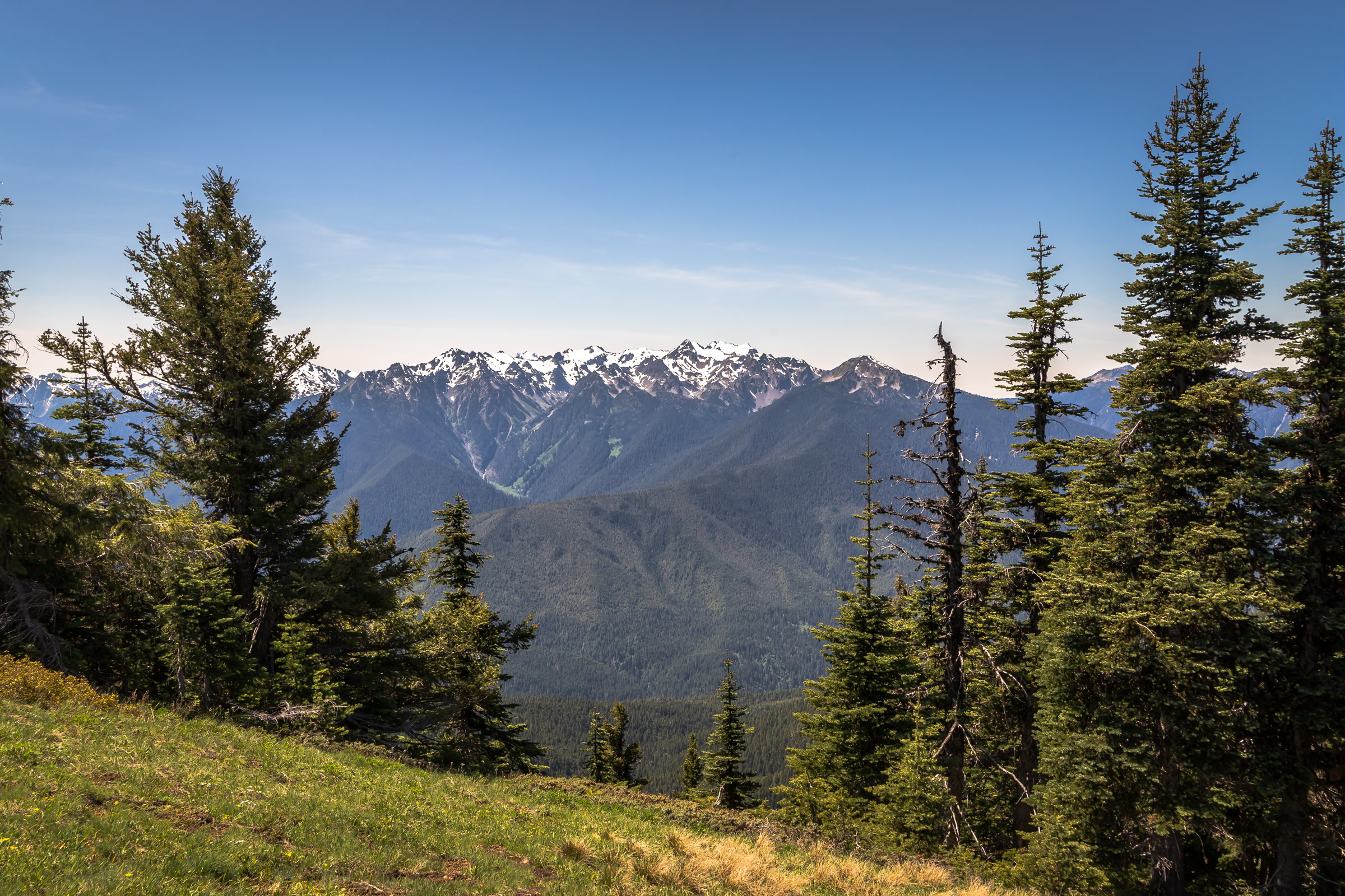 Snowy Mount Olympus and the interior Olympic peaks seen past subalpine firs from a grassy trail near Hurricane Ridge