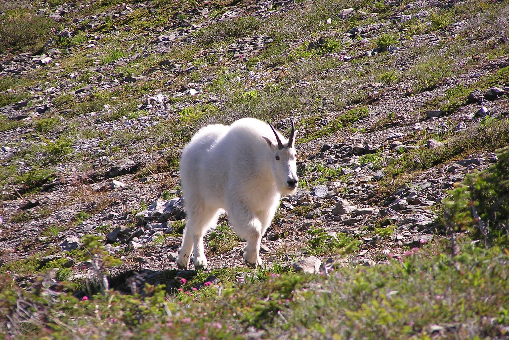 A white male mountain goat with short black horns walking across a rocky alpine meadow near Heart Lake in Olympic National Park