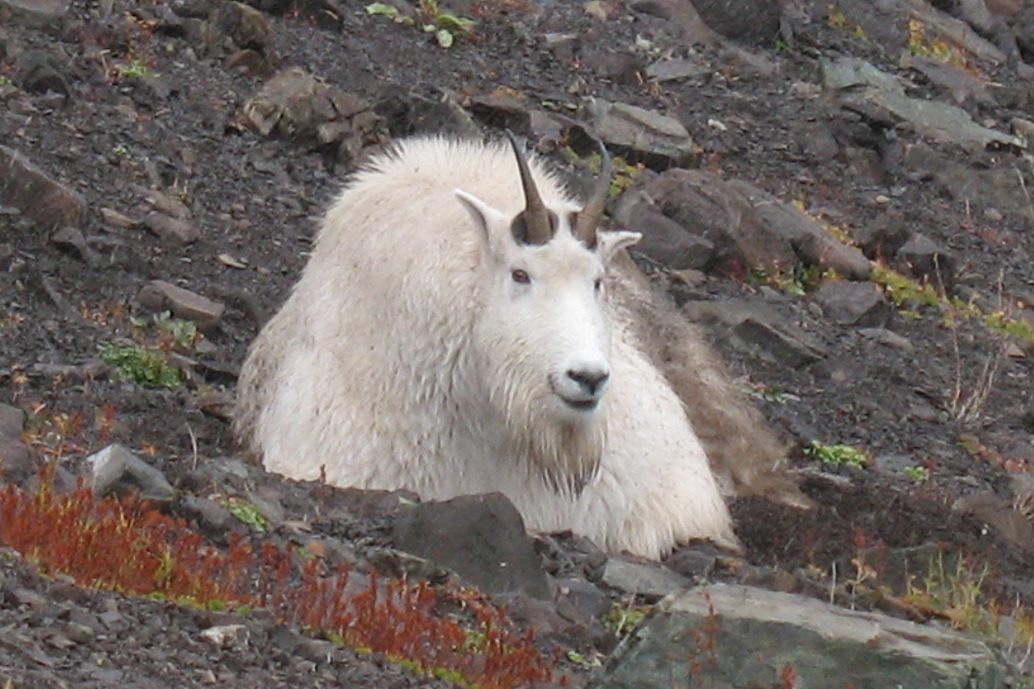 A shaggy male mountain goat lying among dark rocks and red autumn plants on Klahhane Ridge