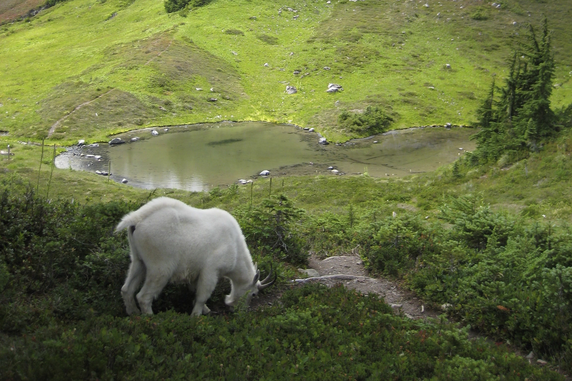 A mountain goat with its head down at the trail edge near Heart Lake, eating salty gravel, with the small lake behind