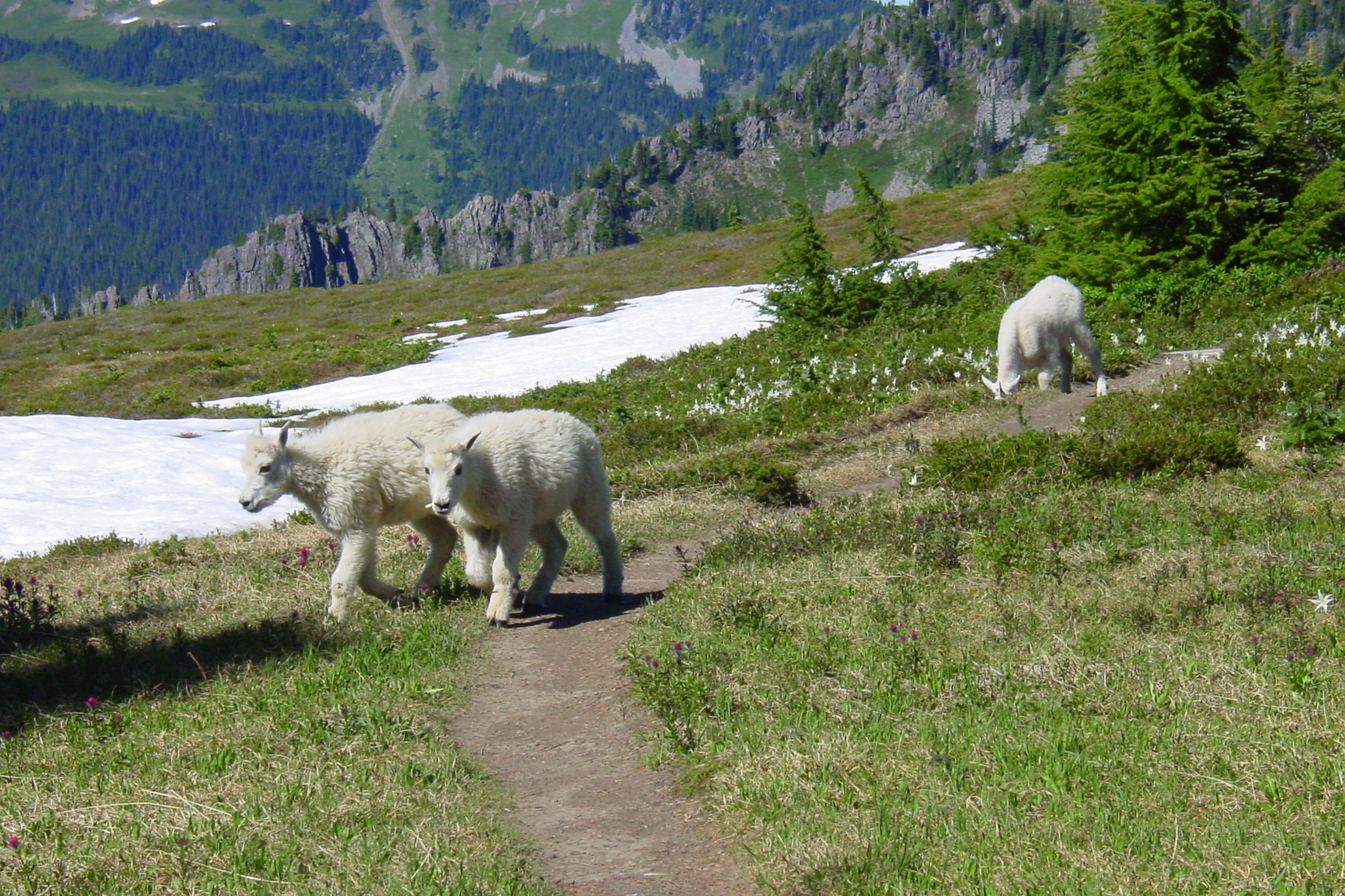A mountain goat nanny and kid walking on a narrow trail through a subalpine meadow with snow patches, with another goat beyond
