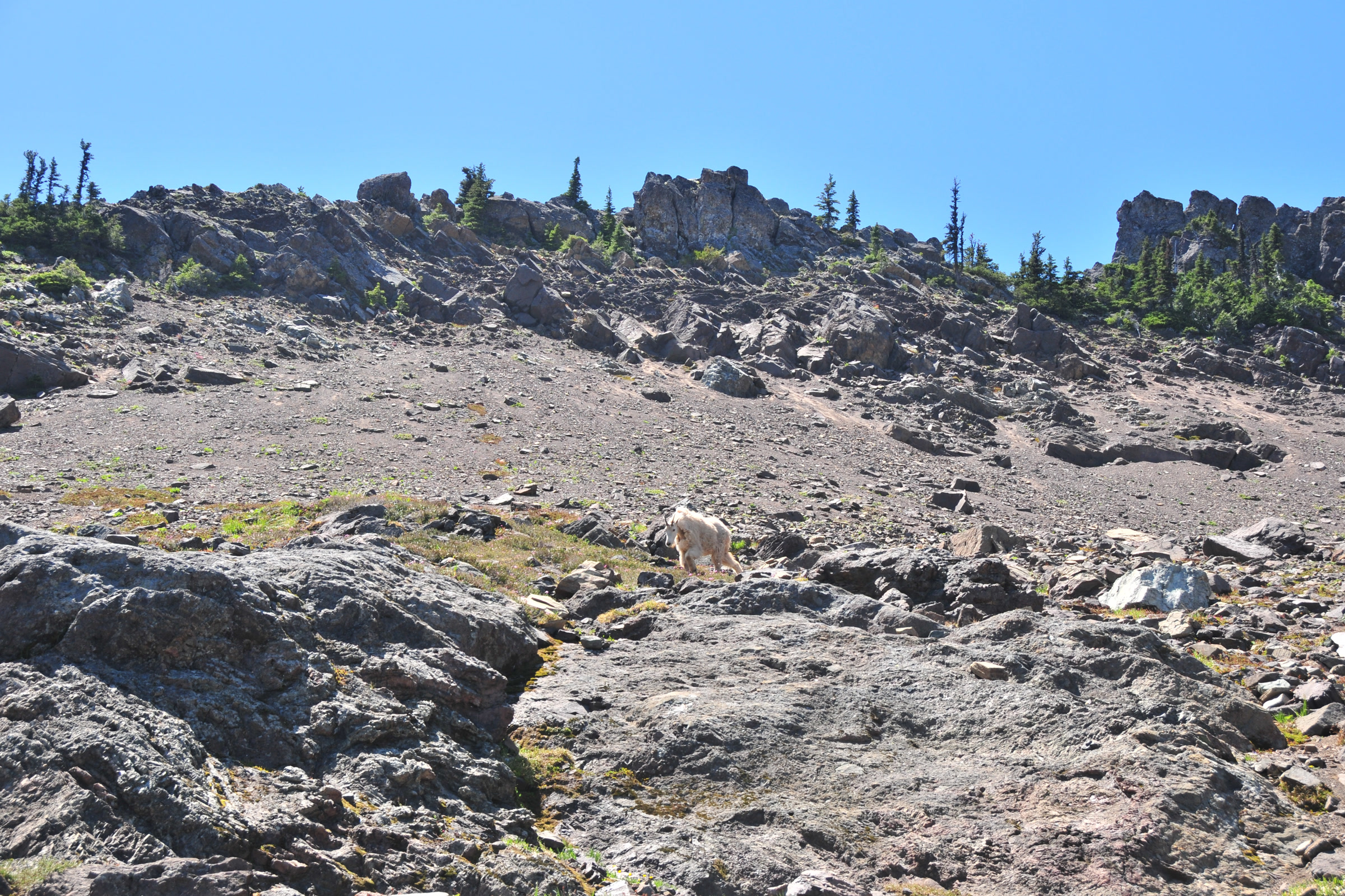 A lone mountain goat on a pale rocky basin below a jagged ridgeline in the Olympic Mountains near Hurricane Ridge