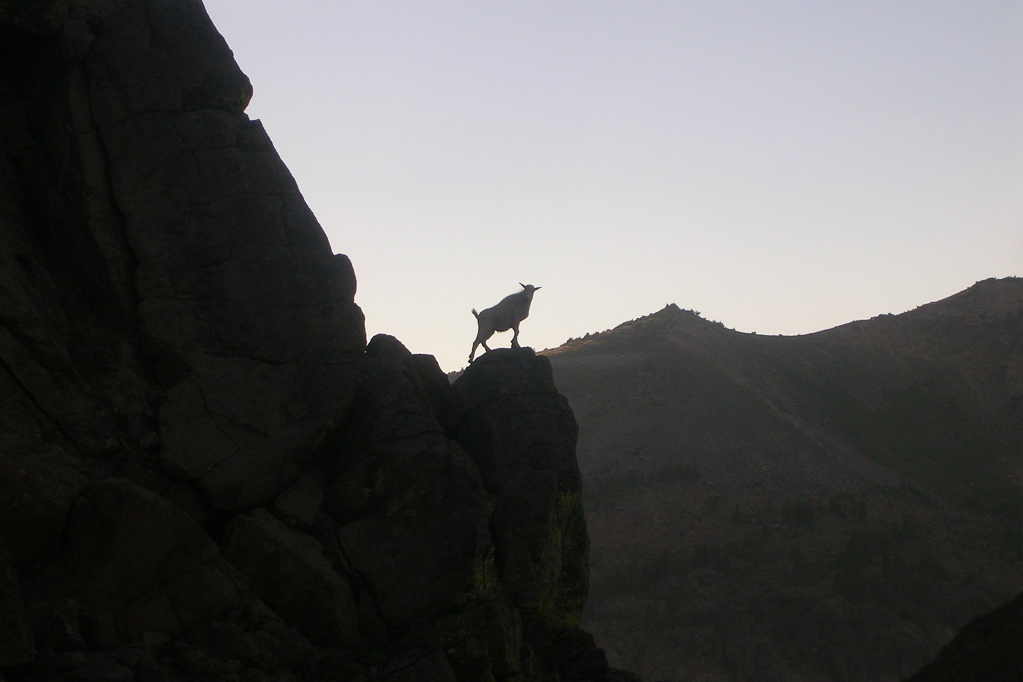 The silhouette of a young mountain goat standing on a rock pinnacle against a pale sky in the Alpine Lakes Wilderness of the Cascades