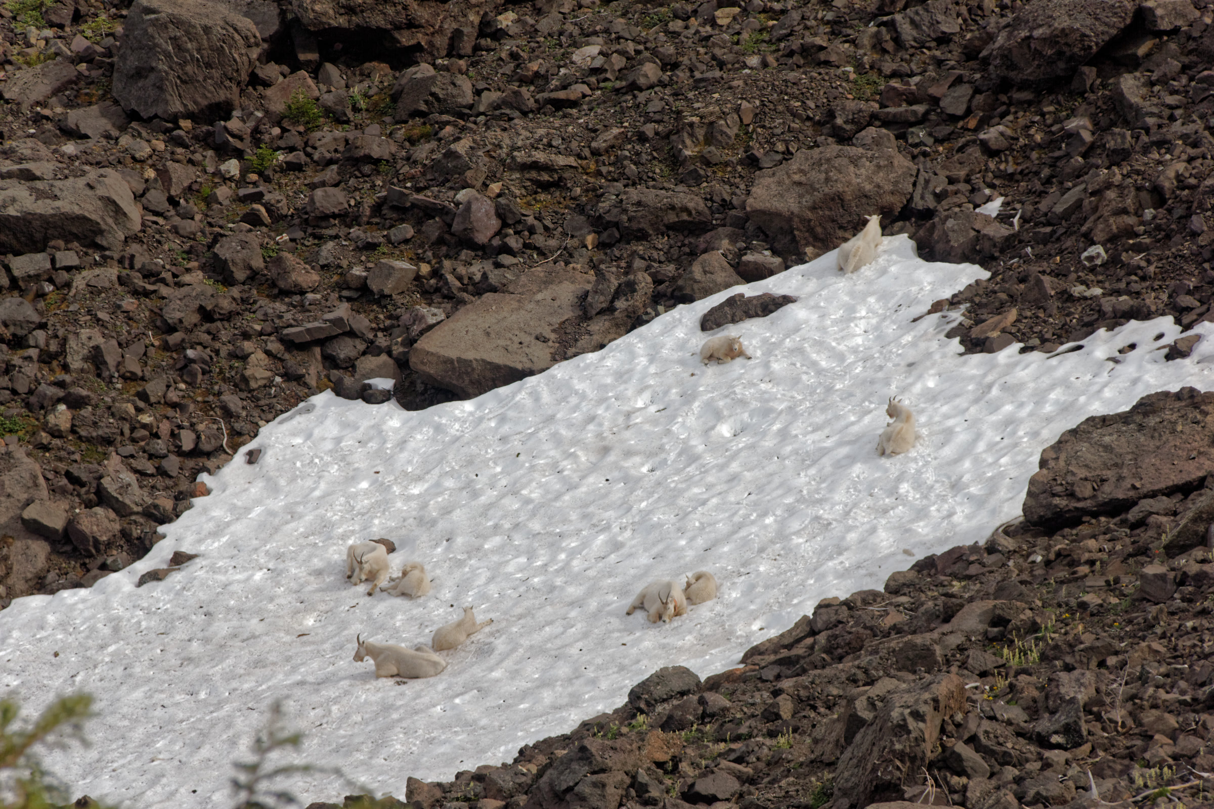 A group of mountain goats in Olympic National Park resting on a snowfield among dark rocks, seen from the Lake Angeles and Klahhane Ridge trail in 2017