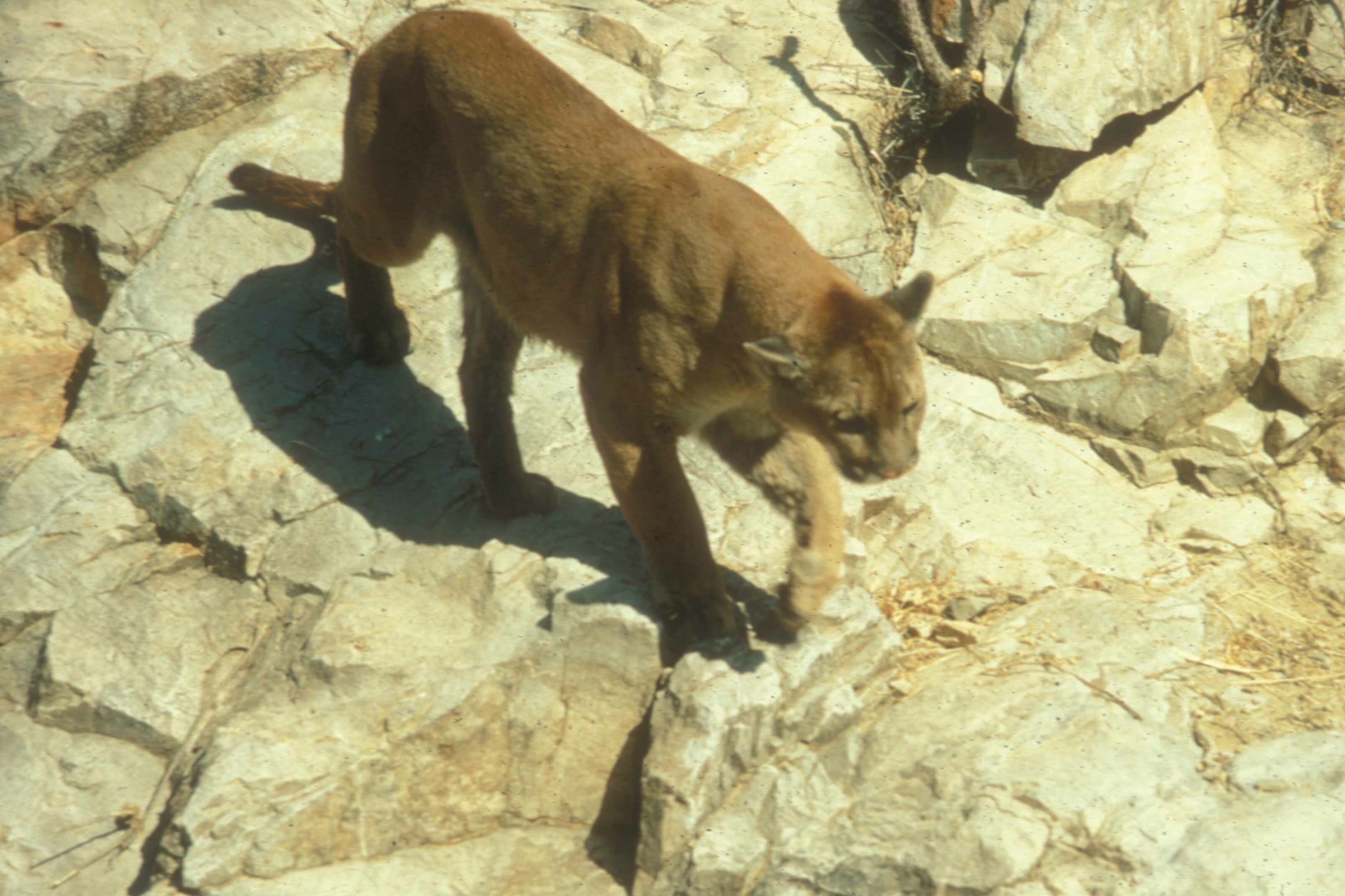 A mountain lion walking over pale rocks, captured by a wildlife camera in Saguaro National Park, Arizona