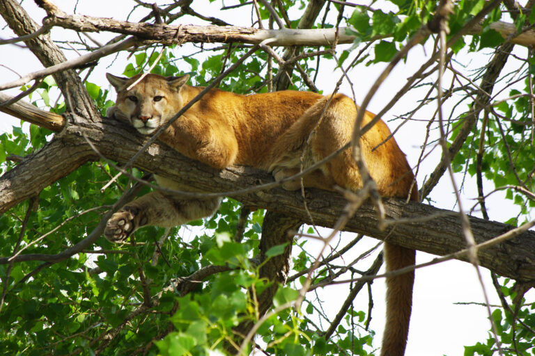 Cougars in Olympic National Park and How to Stay Safe
