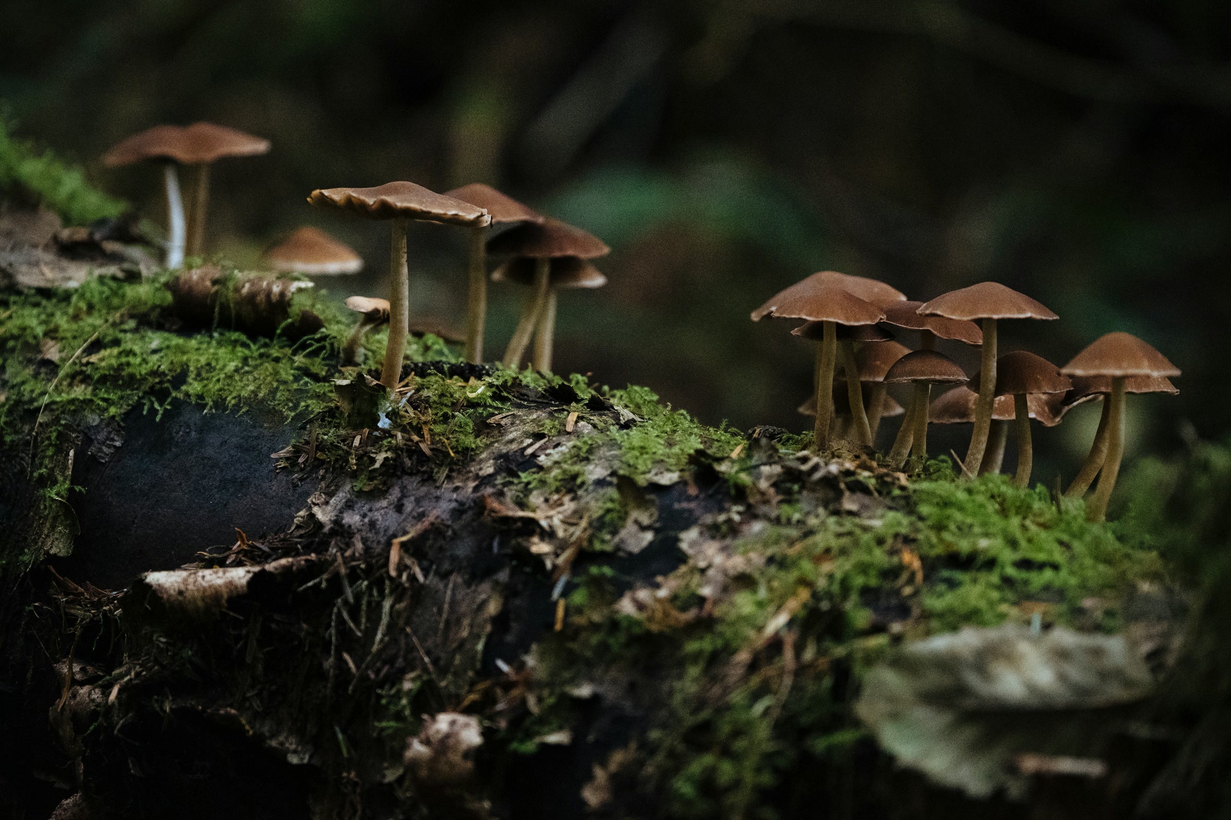 Clusters of small brown-capped mushrooms on thin stems growing from a moss-covered fallen log in a dark, damp forest