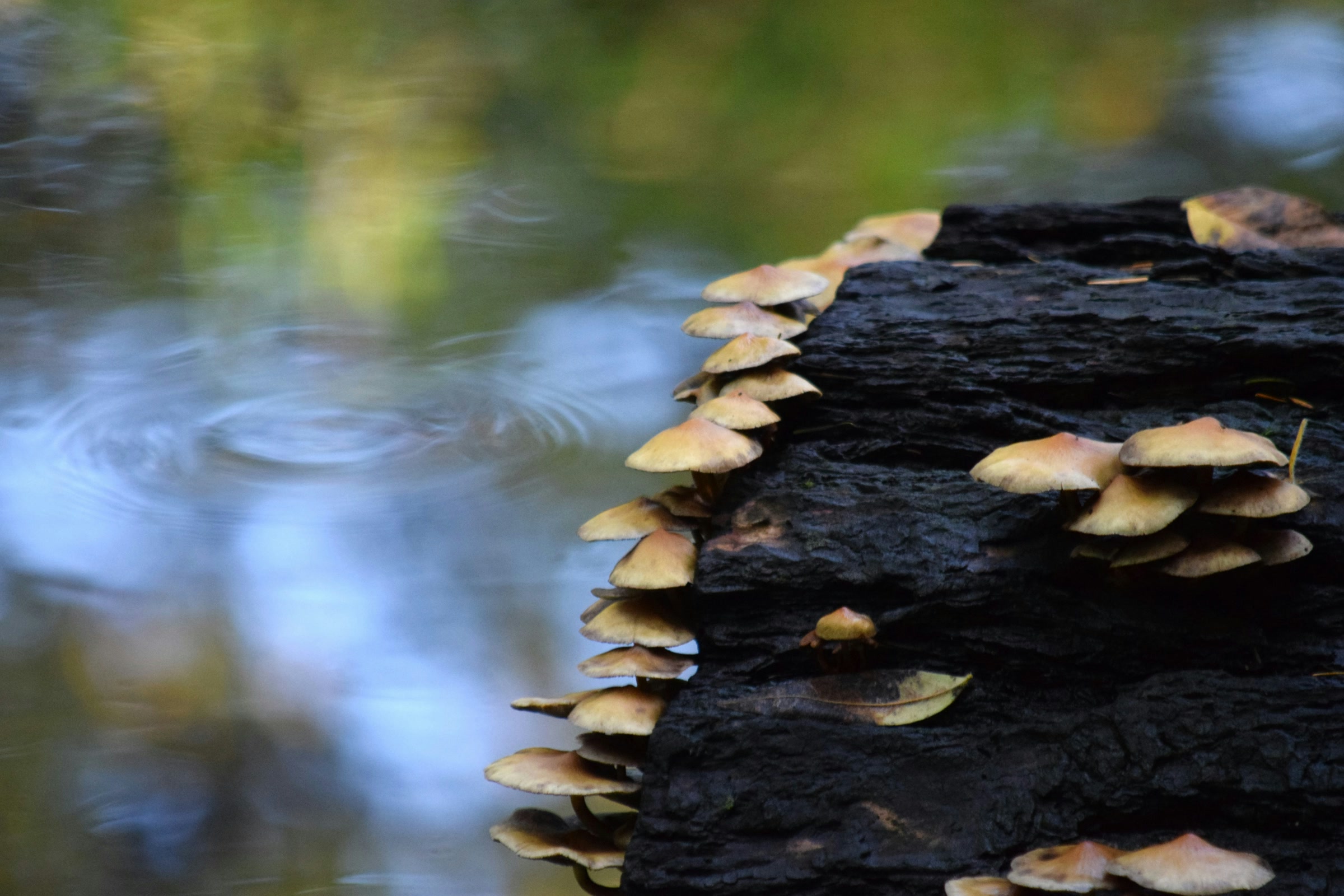 Rows of small tan mushrooms growing along a dark, soaked log beside a rain dimpled pool