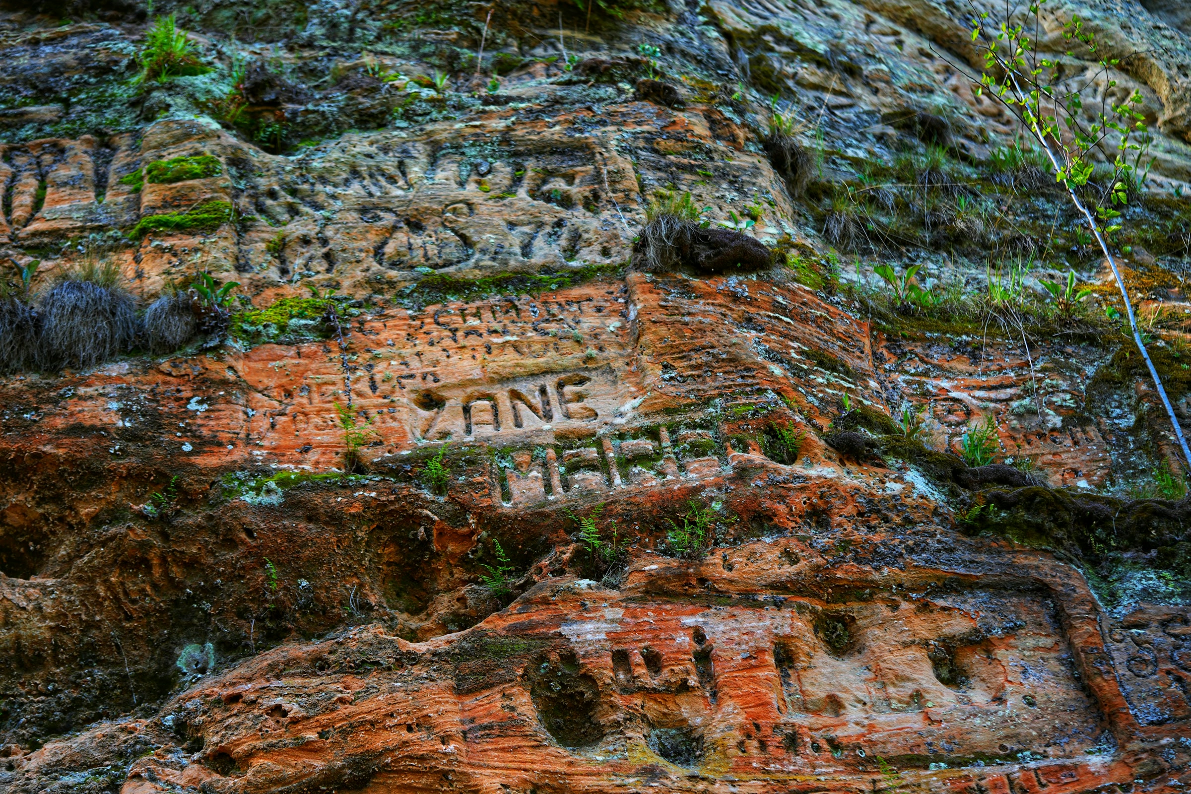 Names and letters carved into a red sandstone cliff face, with moss and ferns growing in the cracks
