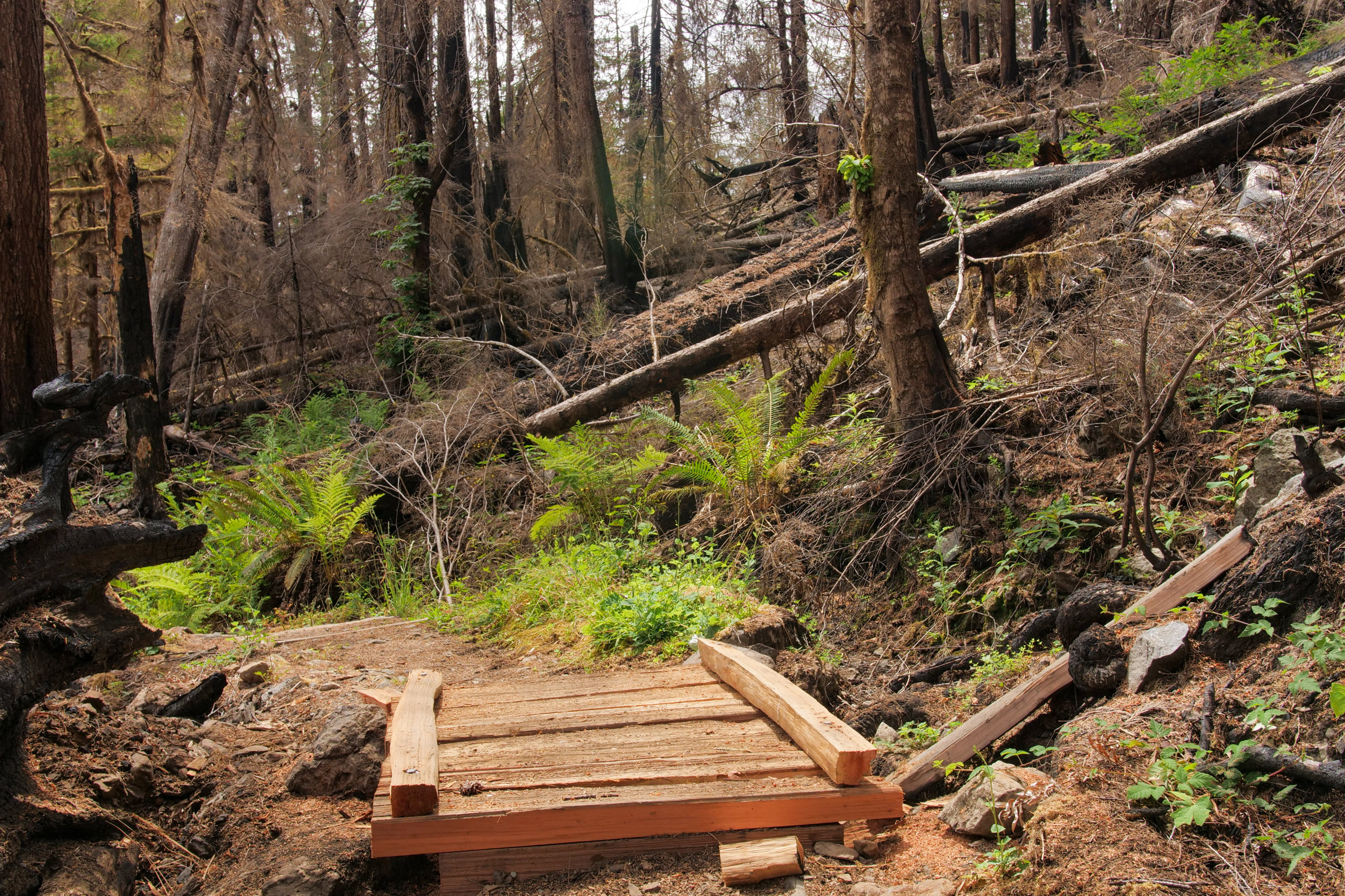 A newly built cedar footbridge carries the Staircase Rapids Loop Trail over a gully among green ferns and fire-scorched logs, July 2026