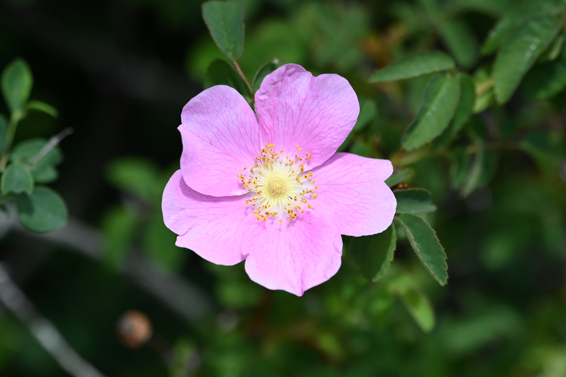 A single open pink Nootka rose flower with a yellow centre among green leaves in Saanich, British Columbia