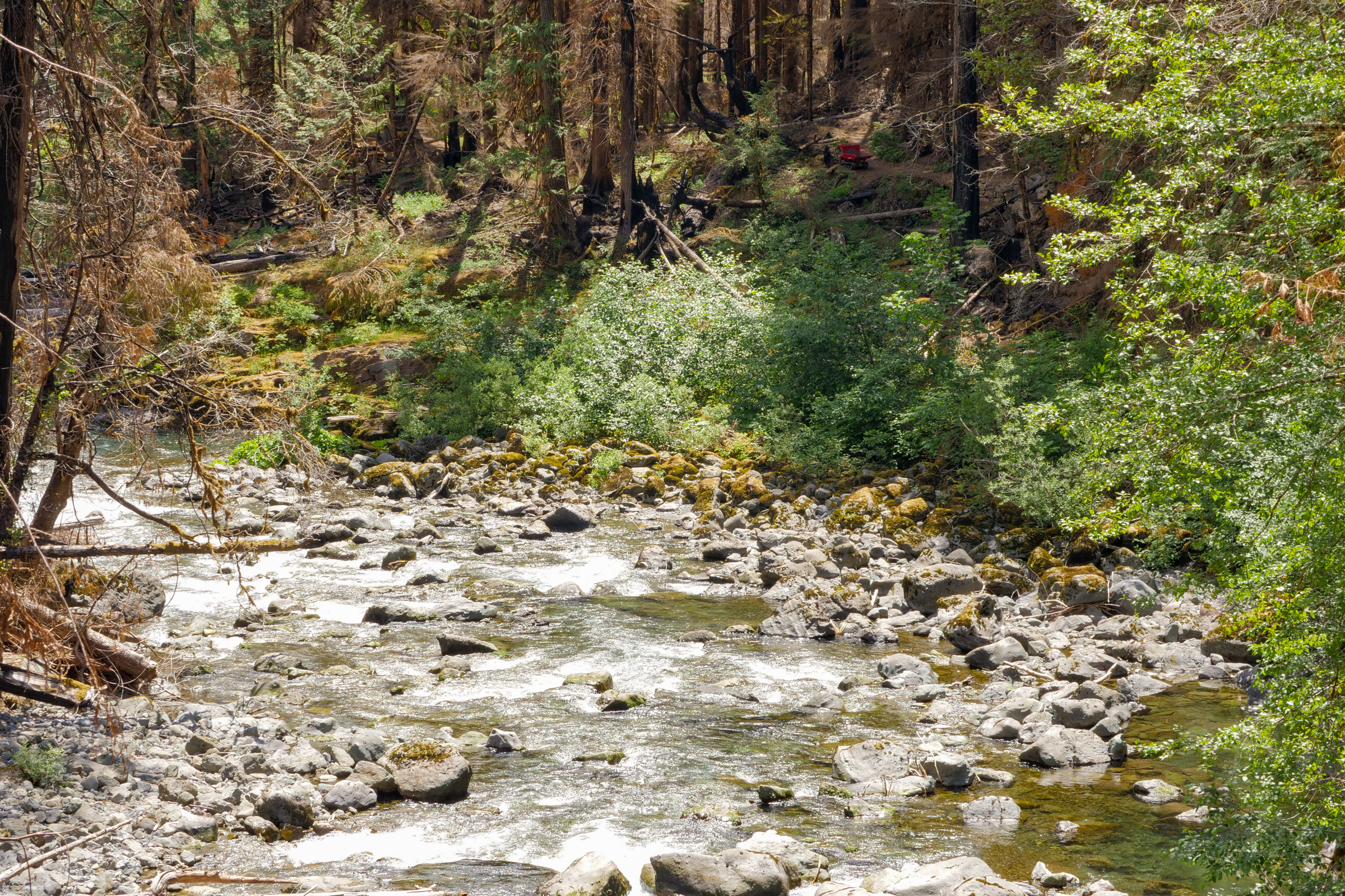 A wide, rocky stretch of the North Fork Skokomish River lined with green leaves and scorched trunks with orange needles, July 2026