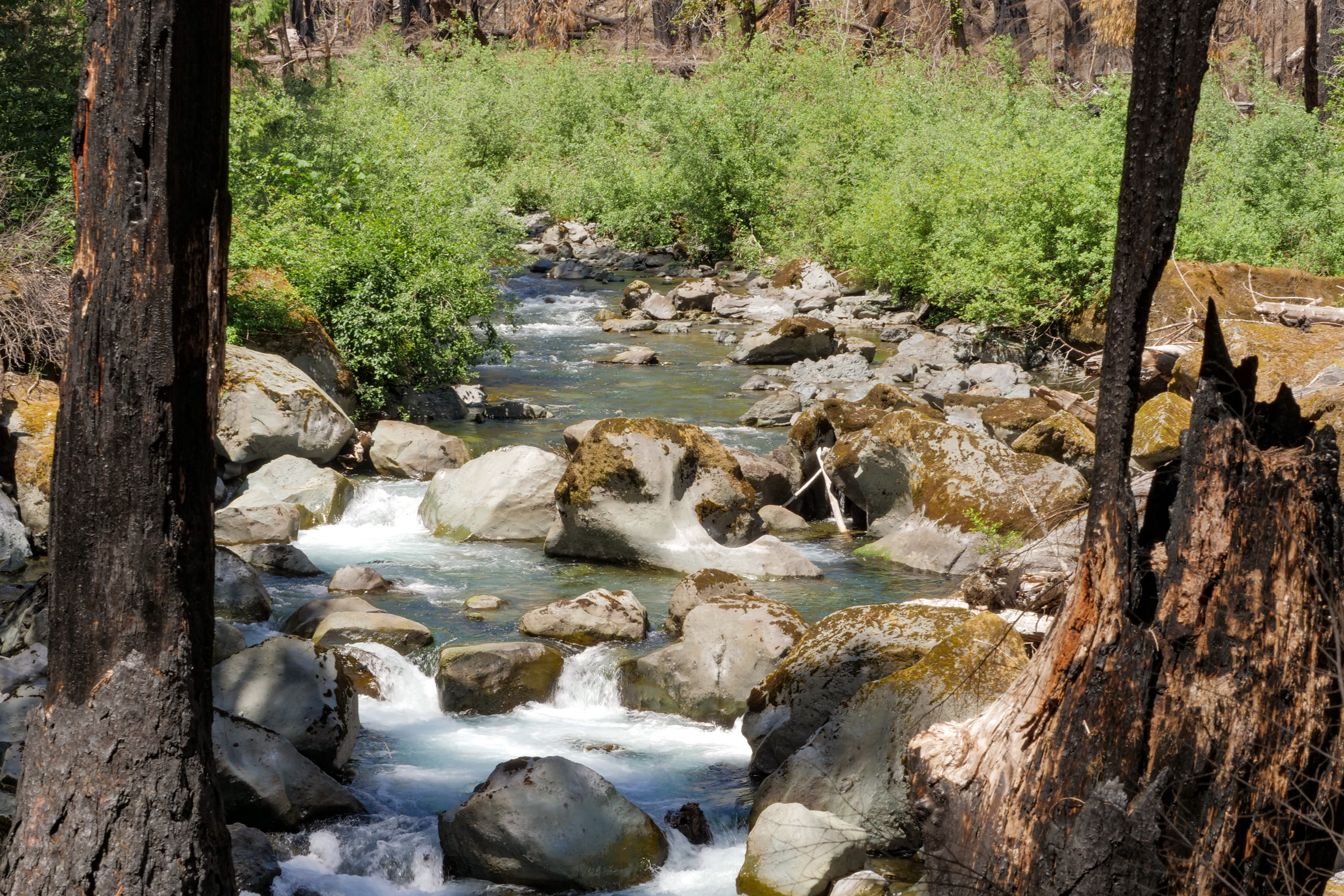 The North Fork Skokomish River tumbling over mossy boulders at Staircase, between blackened tree trunks and green new growth, one year after the Bear Gulch Fire began