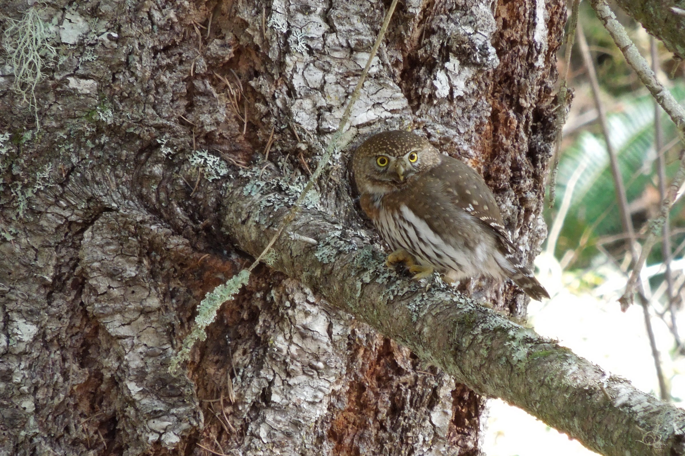 A small northern pygmy owl perched on a branch beside a rough barked conifer trunk in Olympic National Park