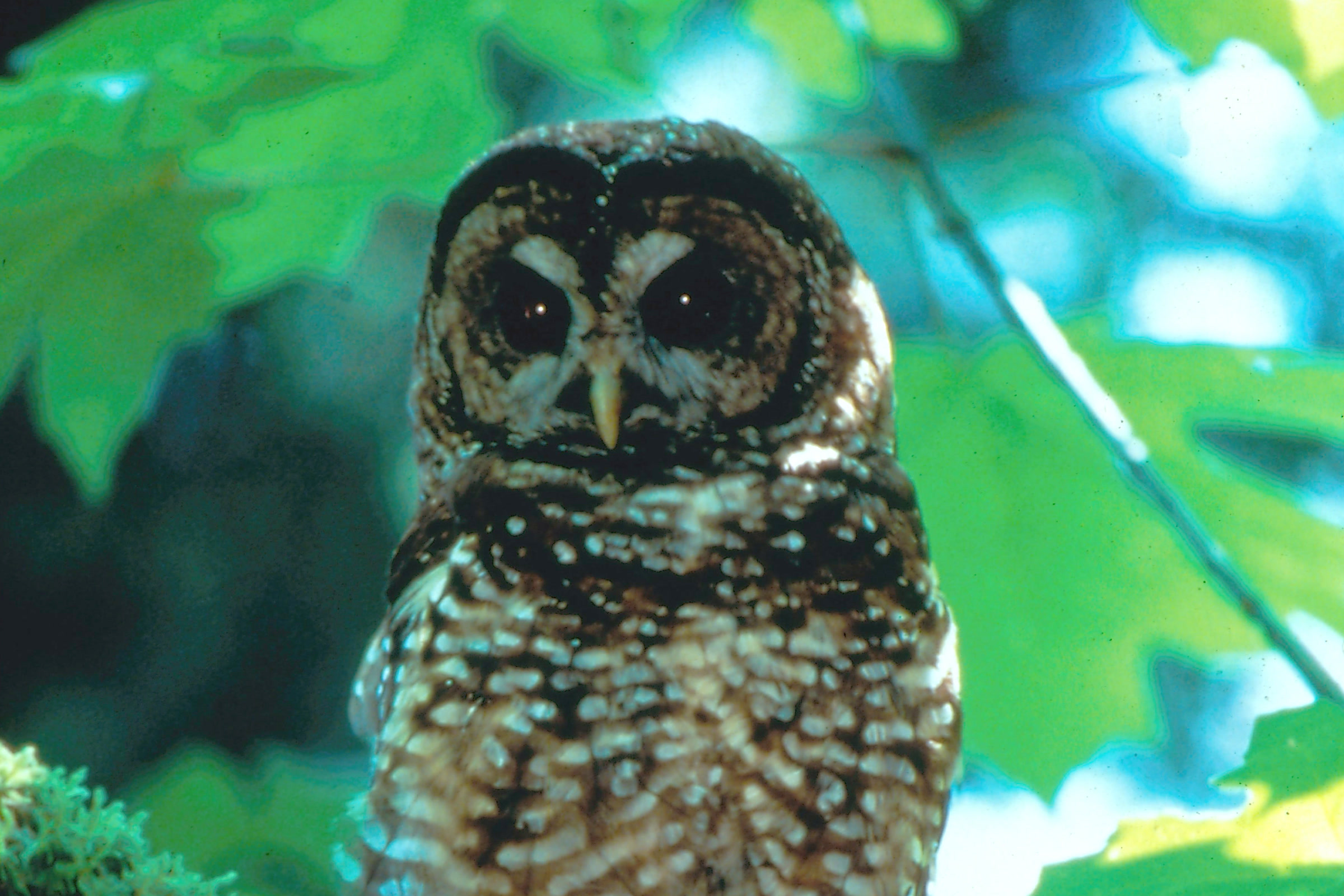 A northern spotted owl with dark eyes perched among bright green maple leaves in Olympic National Park