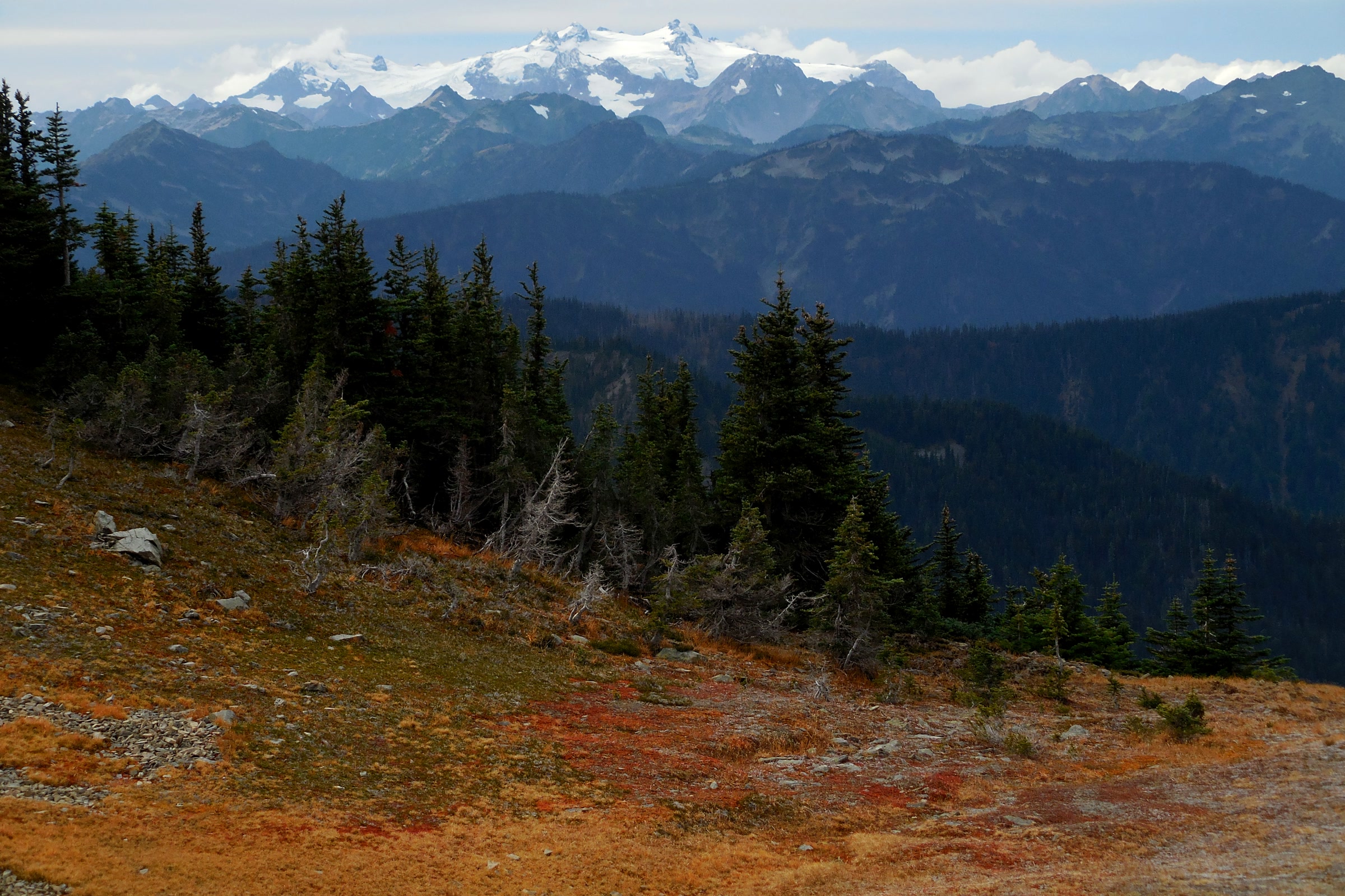 Autumn-red ground cover and subalpine firs on a ridge near Obstruction Point, with the snowy Olympic Mountains beyond