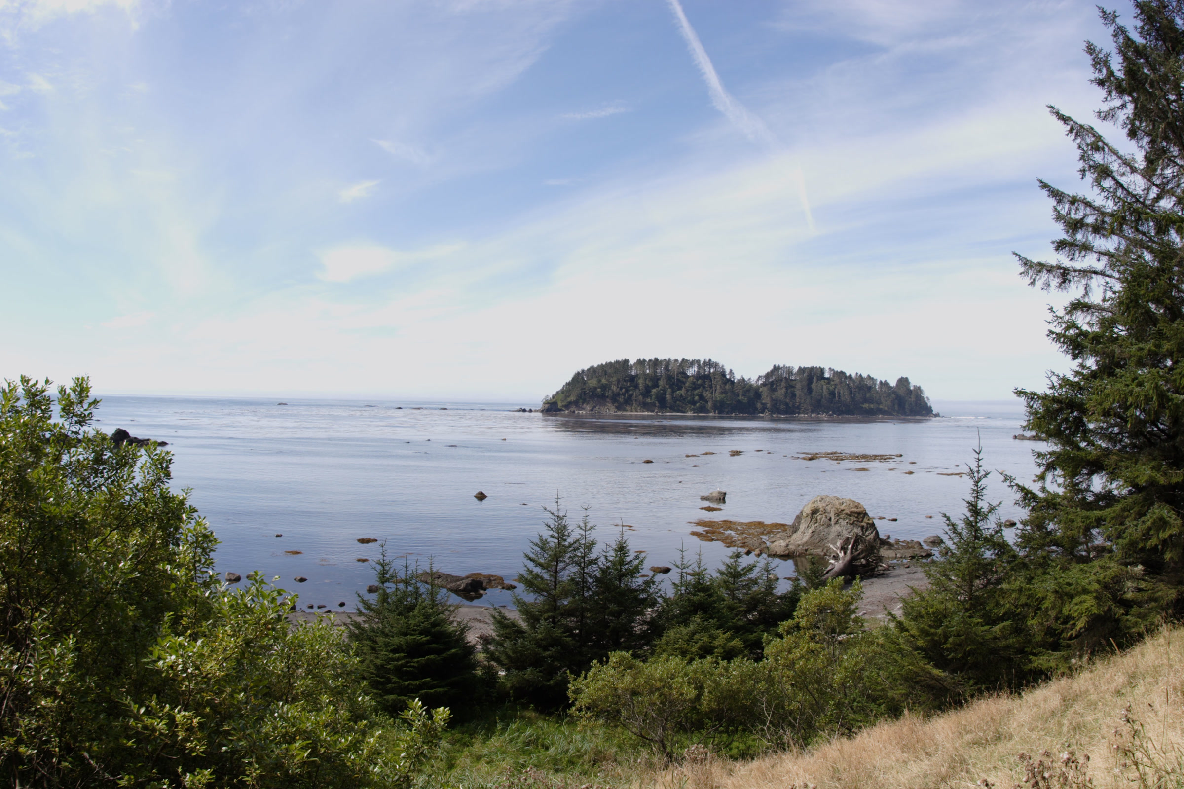 A wooded island sitting in calm ocean water, seen past spruce trees and dry grass at the end of the Lake Ozette trail