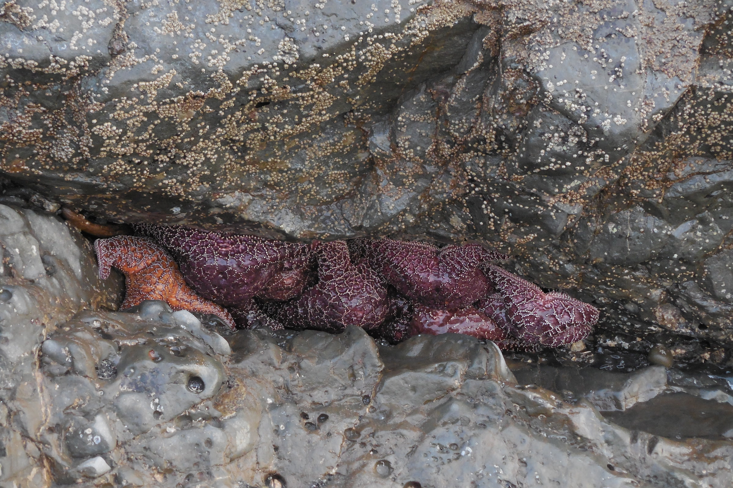 Purple and orange ochre sea stars packed into a rock crevice at low tide at Ruby Beach, one of the best Olympic National Park tide pools