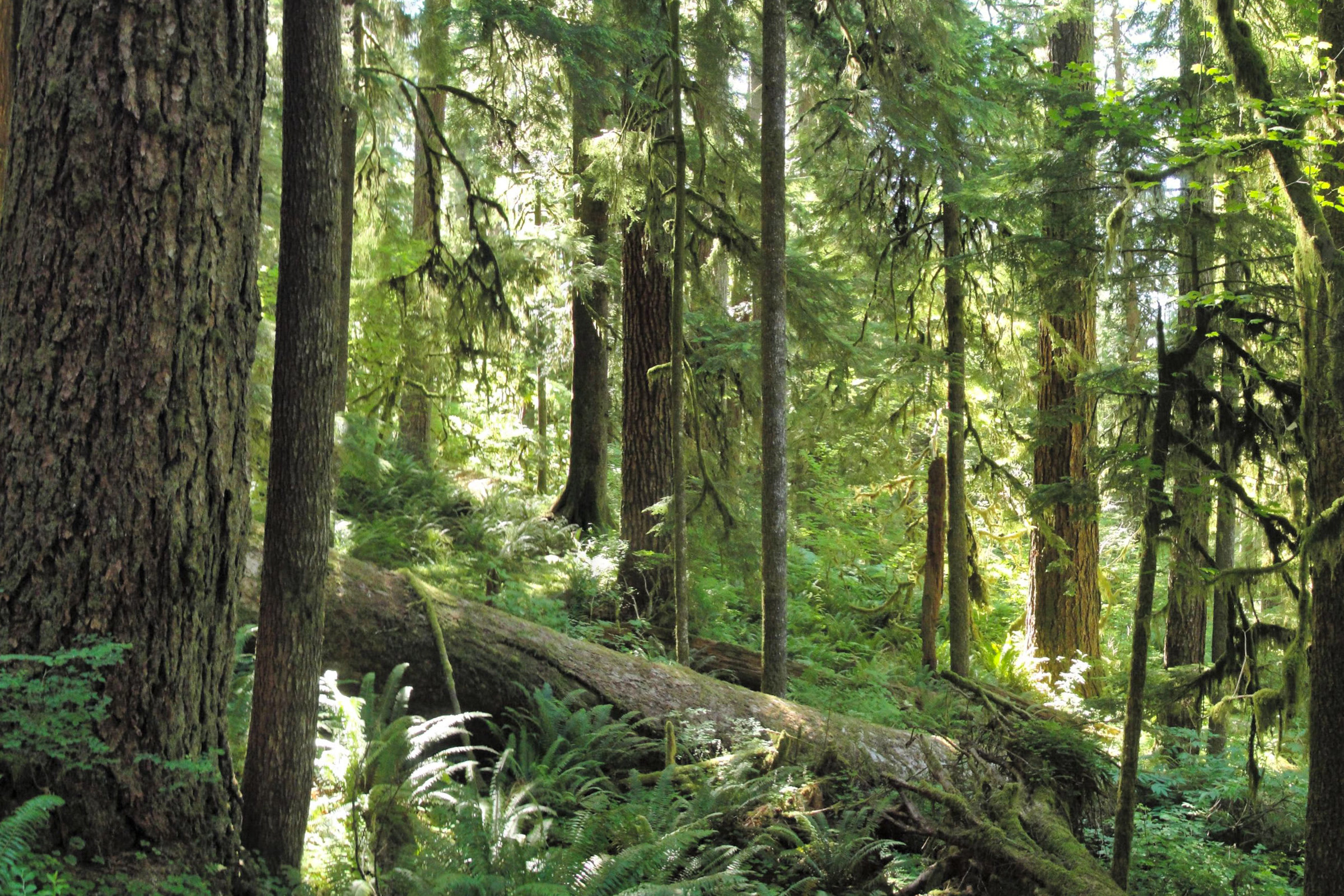 Tall old-growth Douglas-fir, western redcedar and hemlock trunks rise above ferns on the Three Lakes Trail in Olympic National Park