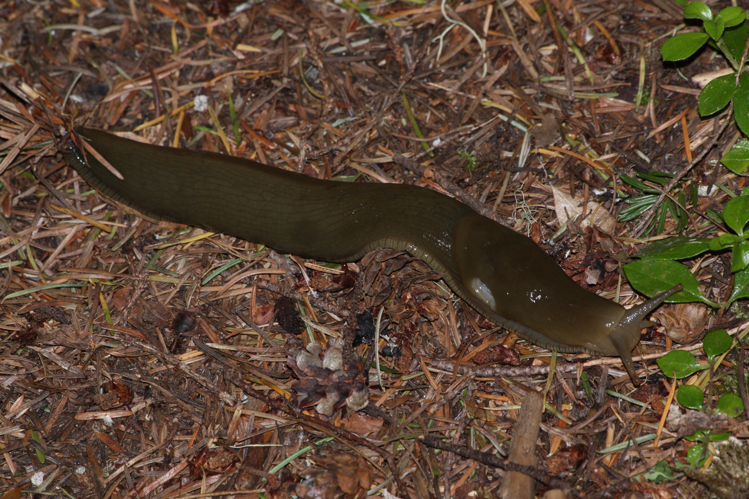 An olive green banana slug stretched across conifer needles beside the Upper Dungeness Trail in Olympic National Forest