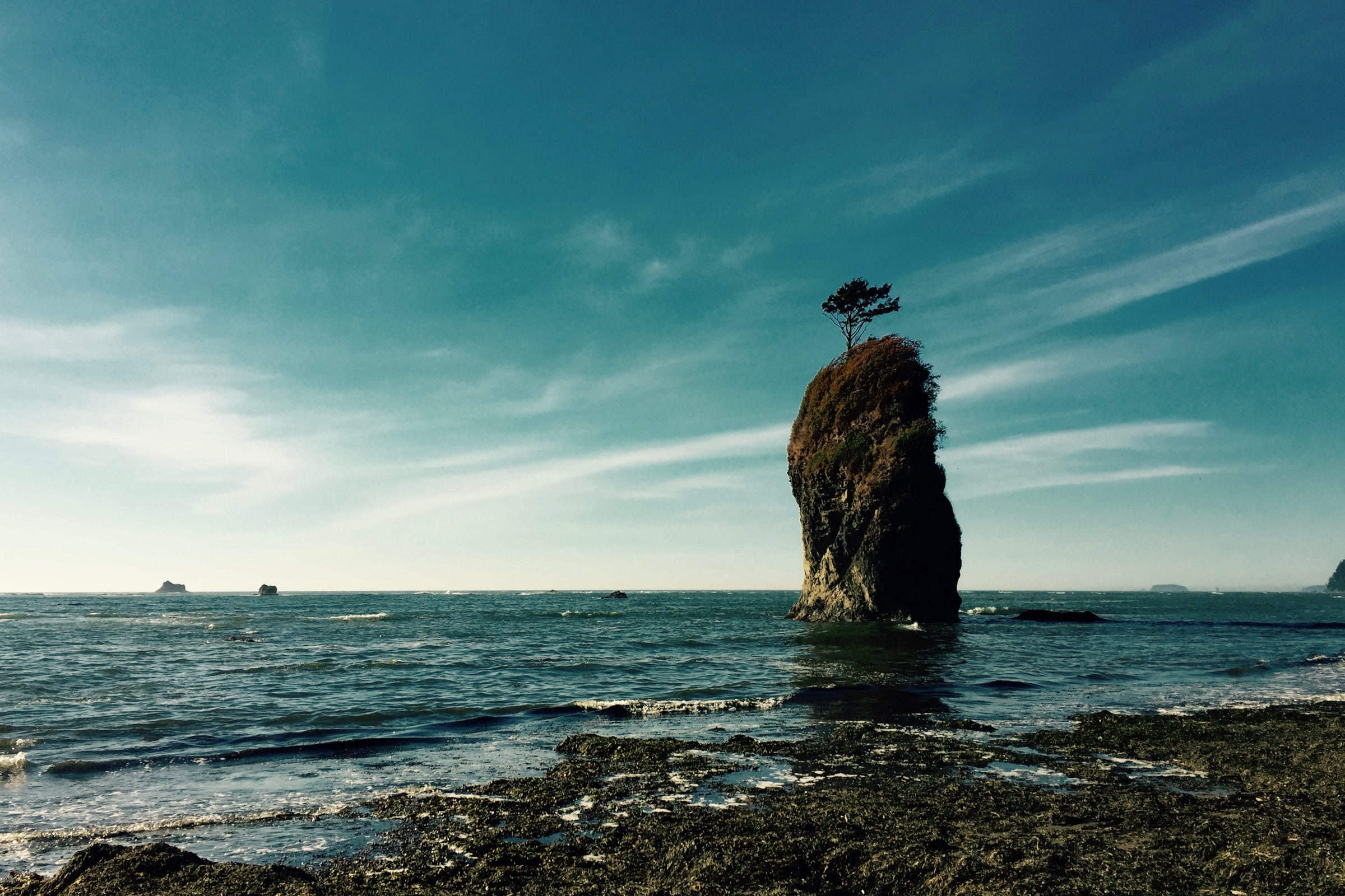 A tall sea stack topped with a single tree standing in the surf off a rocky, seaweed covered shore on the Olympic Coast under a streaky blue sky