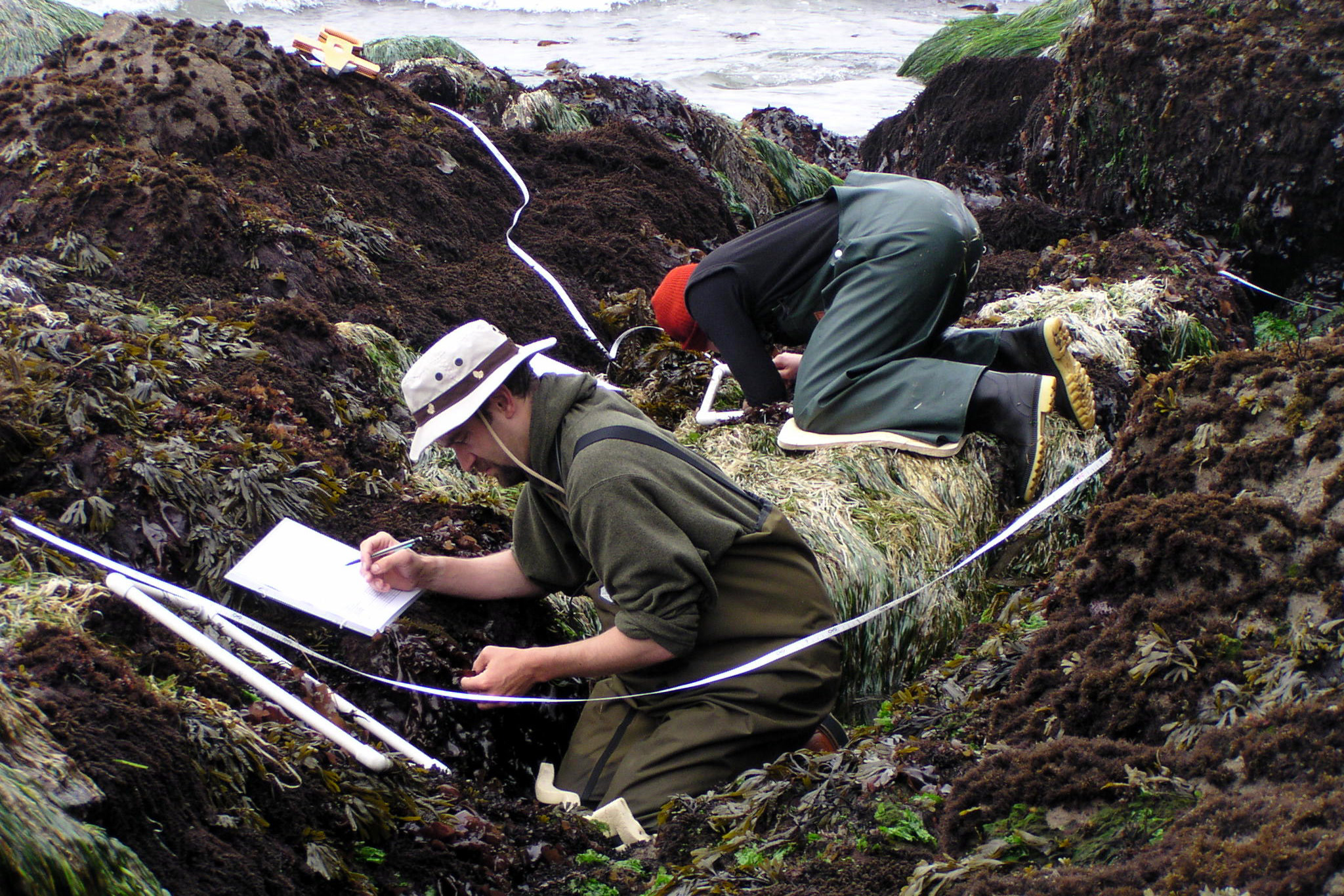 Two researchers in waders crouch among mussel-covered rocks on the Olympic coast, measuring a survey plot and writing notes on a clipboard
