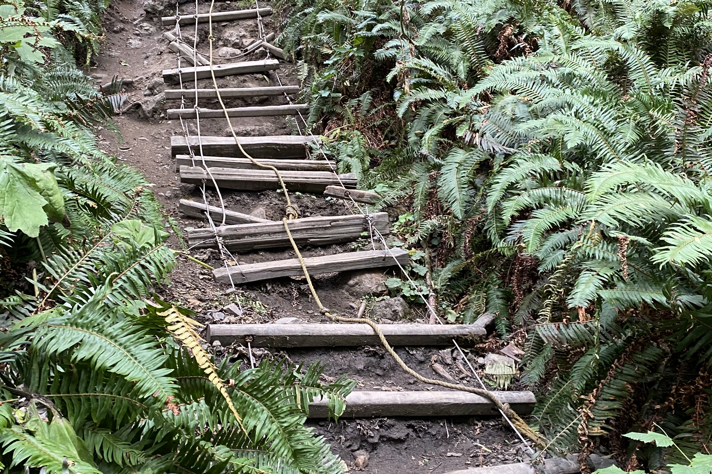 A rope and wooden-rung ladder climbs a steep, muddy slope between sword ferns on an Olympic coast headland route