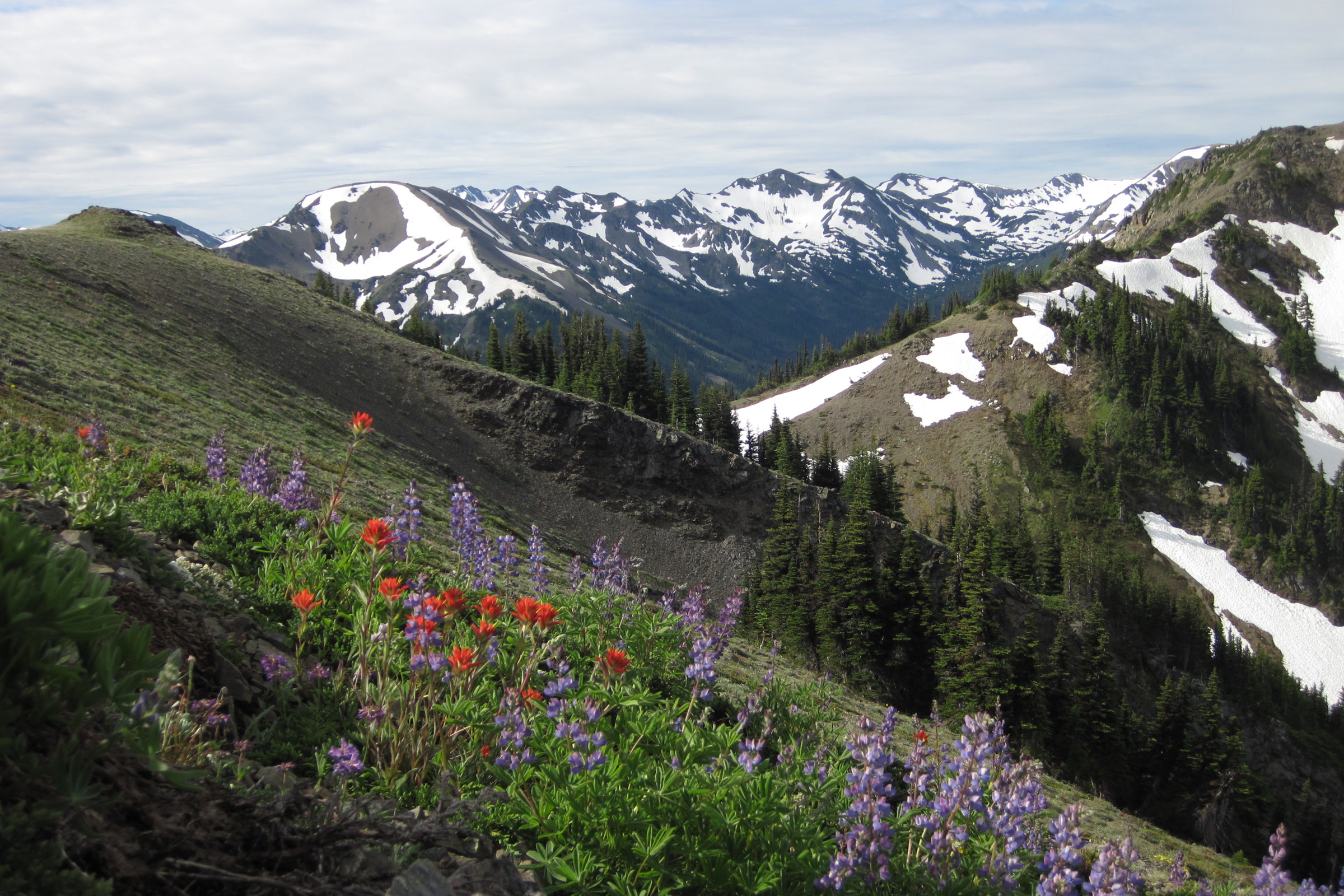 Red paintbrush and purple lupine bloom on a green mountainside in the Olympic high country, with snow-patched ridges in the distance