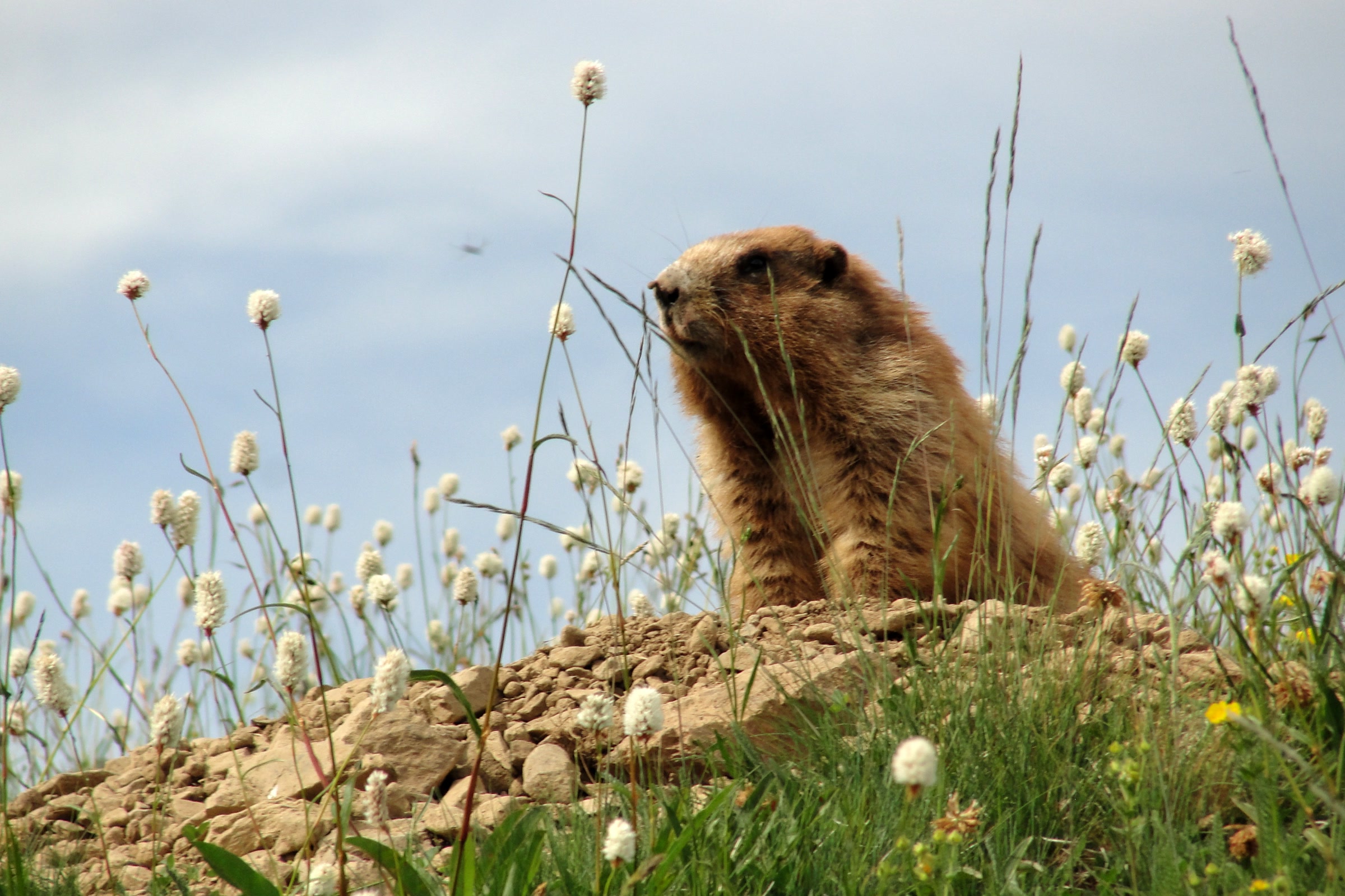 An Olympic marmot resting on a rocky mound among white bistort flowers under a blue sky