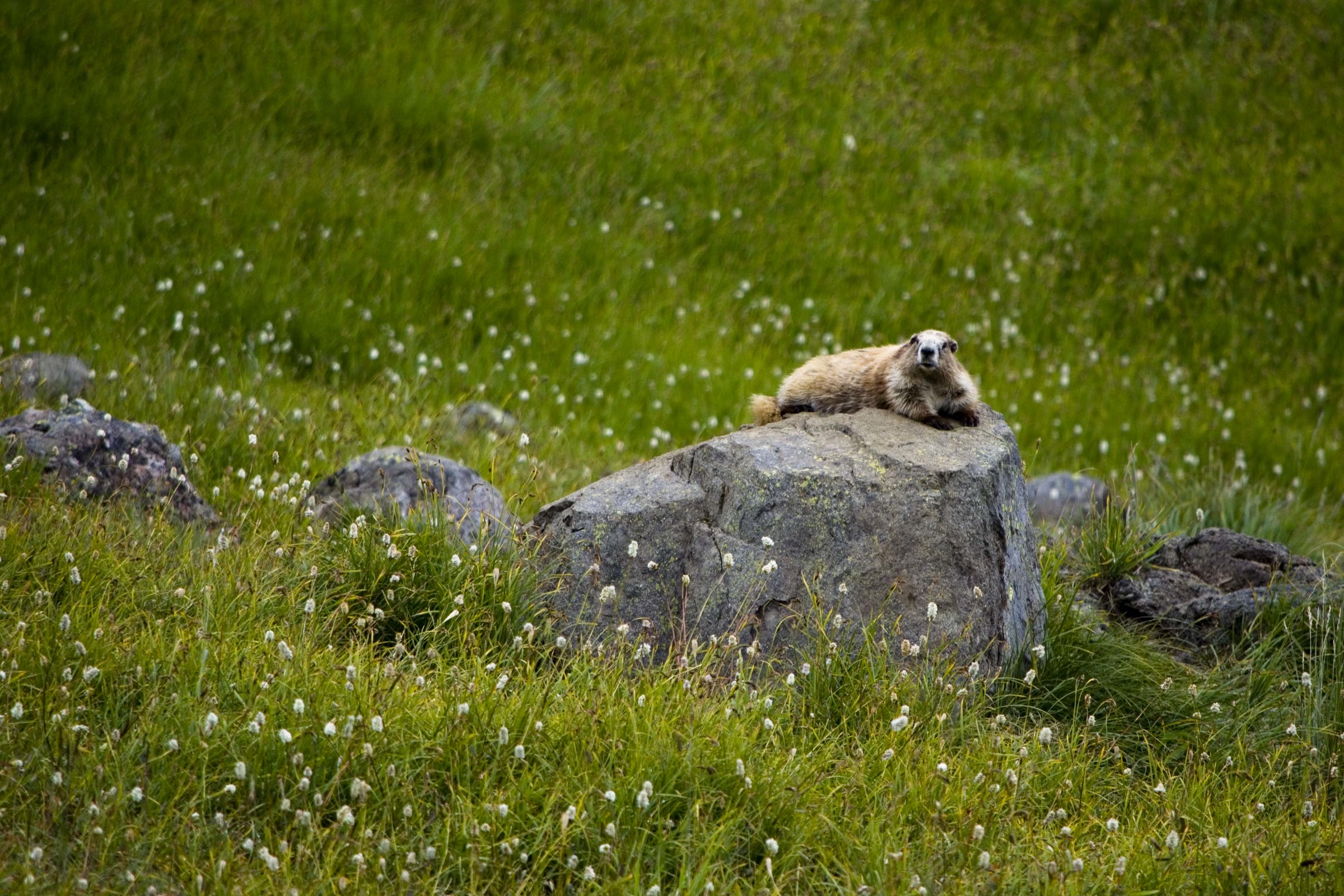 An Olympic marmot rests on a boulder in a green subalpine meadow dotted with small white wildflowers