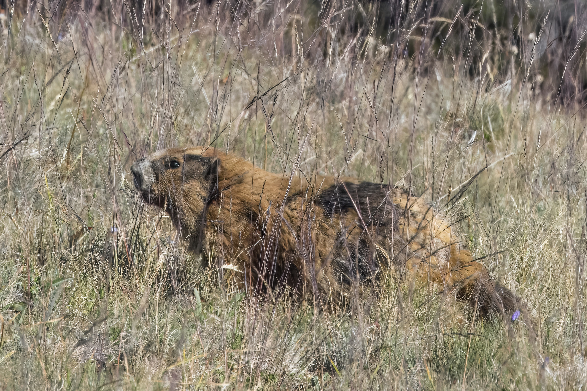 Close view of an Olympic marmot with brown and cream fur lying at the dark mouth of its burrow at Hurricane Ridge