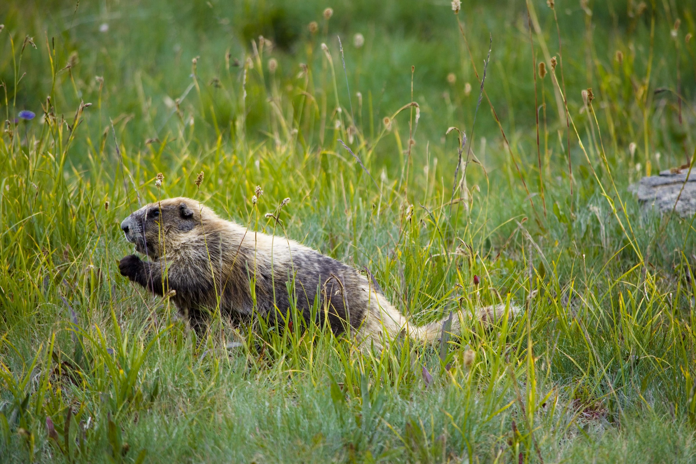 An Olympic marmot holding a plant in its front paws while feeding in green meadow grass on Hurricane Hill