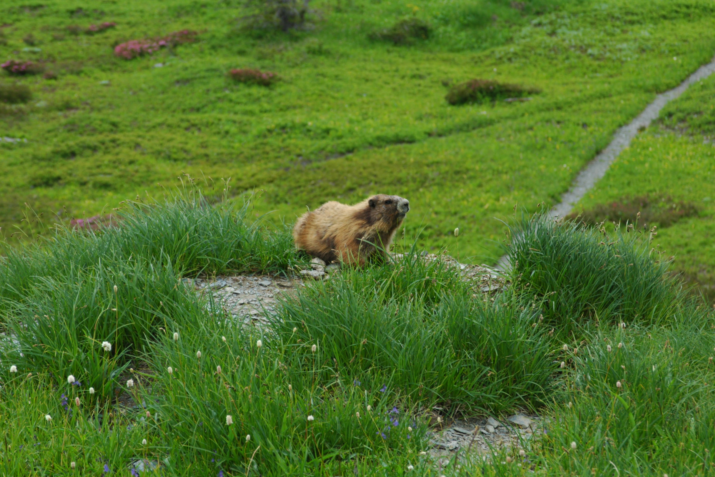 An Olympic marmot sitting on a grassy hummock above a green subalpine meadow, with a narrow hiking trail beyond