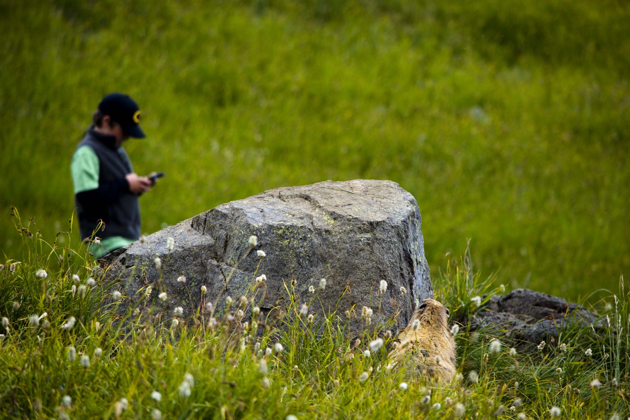 An Olympic marmot peeks from behind a boulder in a subalpine meadow while a marmot-monitoring volunteer checks a handheld device nearby