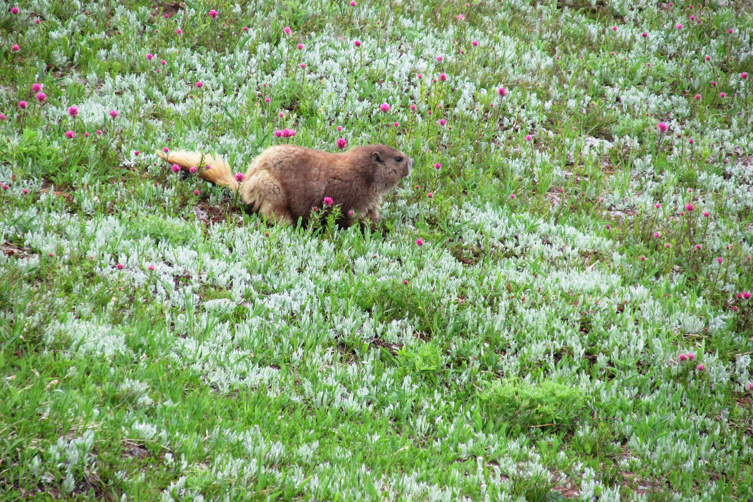 An Olympic marmot crossing a low meadow of silvery green plants and pink paintbrush near Obstruction Point Road