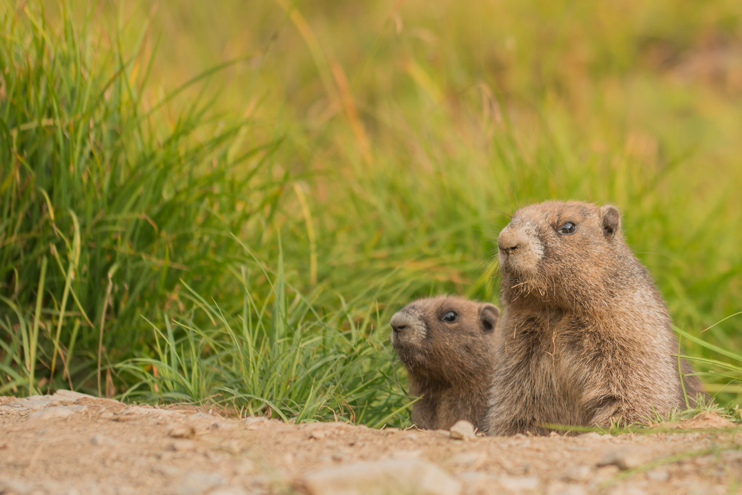 An adult Olympic marmot and a smaller young marmot peeking out side by side at the edge of a bare earth burrow mound