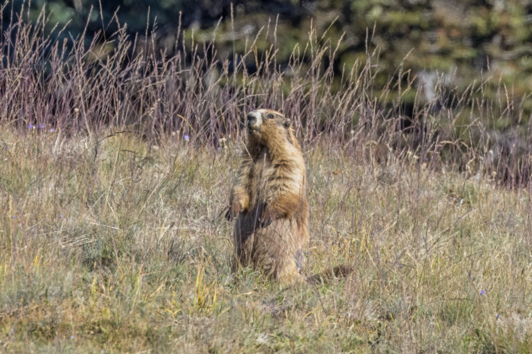 Olympic Marmot: Facts and Where to See Them at Hurricane Ridge