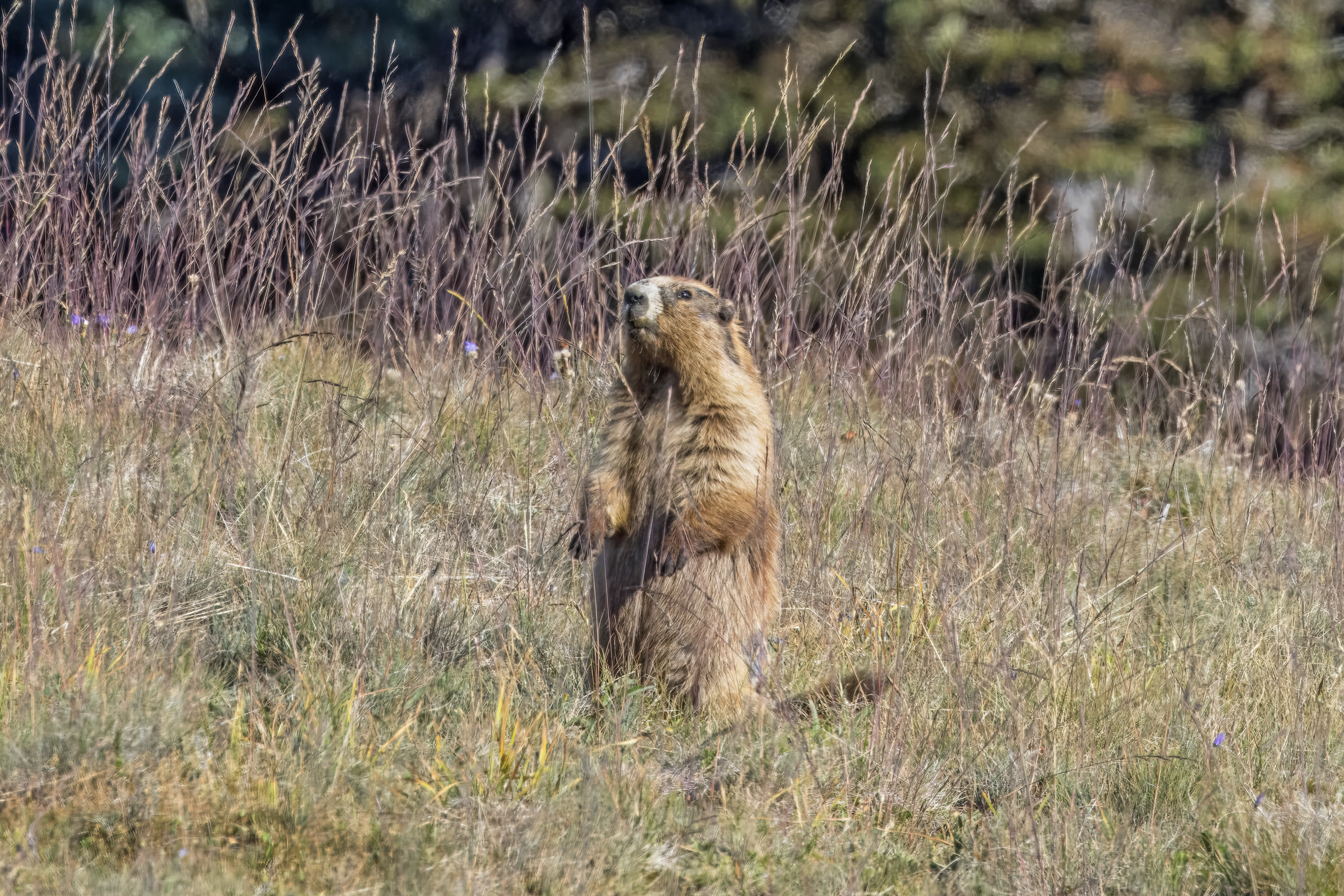 An Olympic marmot standing upright on its hind legs in dry summer grass at Hurricane Ridge