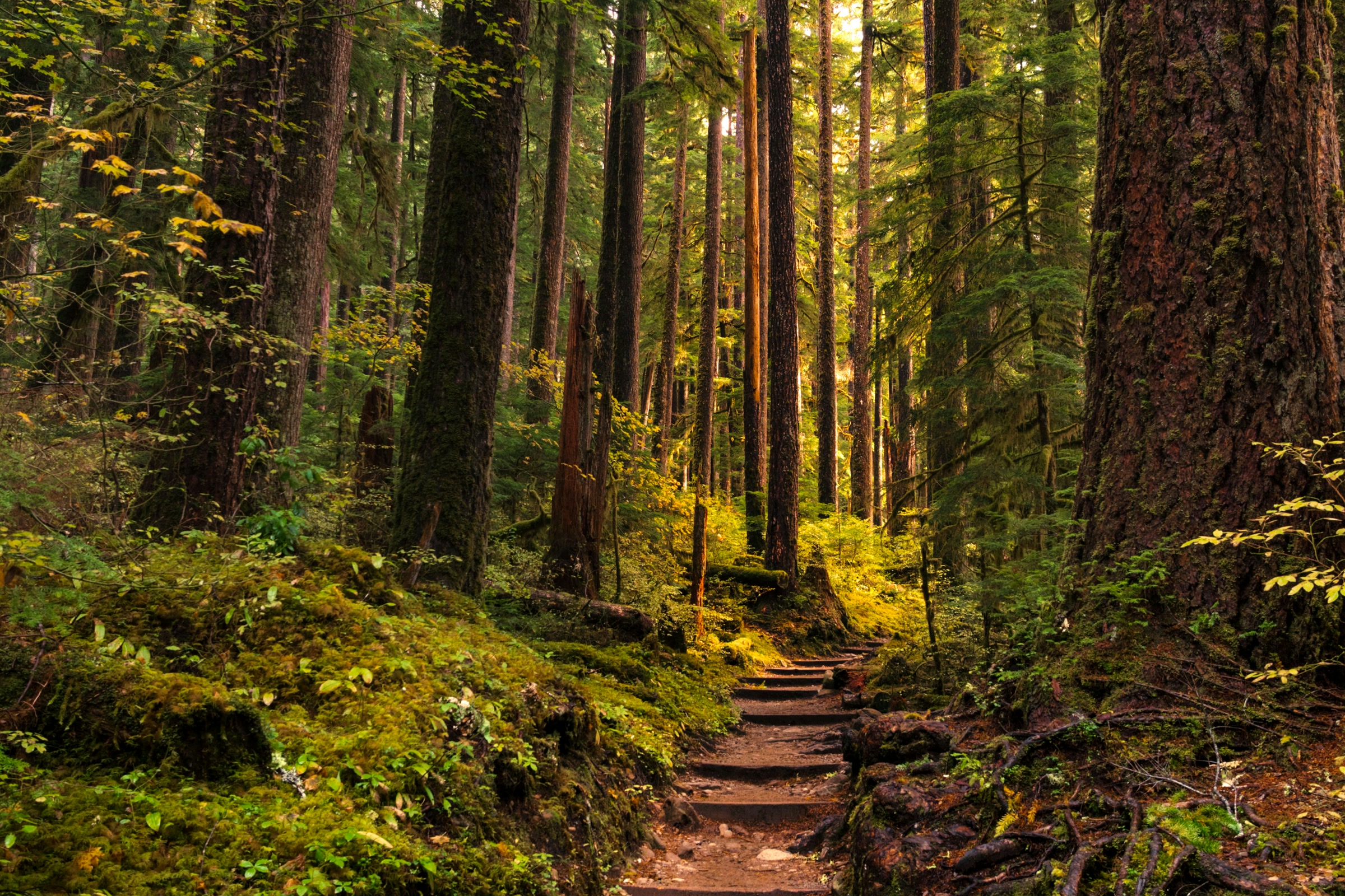 Hiking trail with timber steps climbing through mossy old-growth forest on the Olympic Peninsula